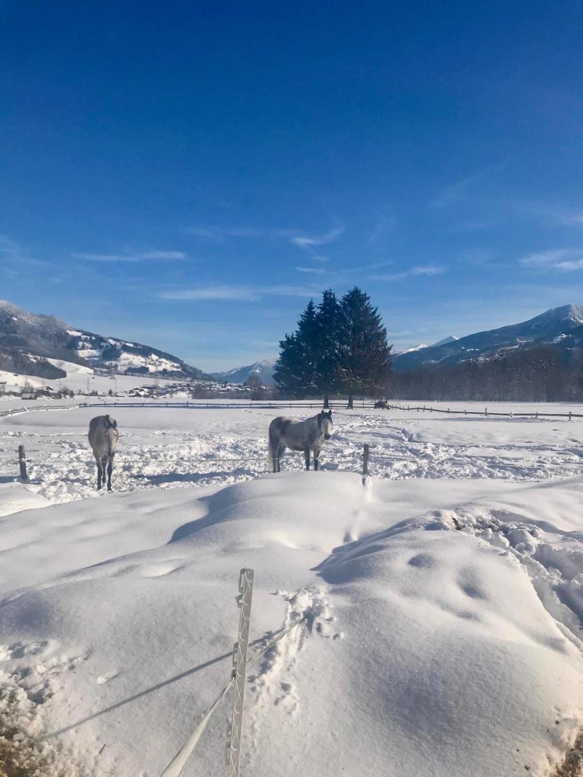 Traumhafte Wohnung auf Pferde Ranch