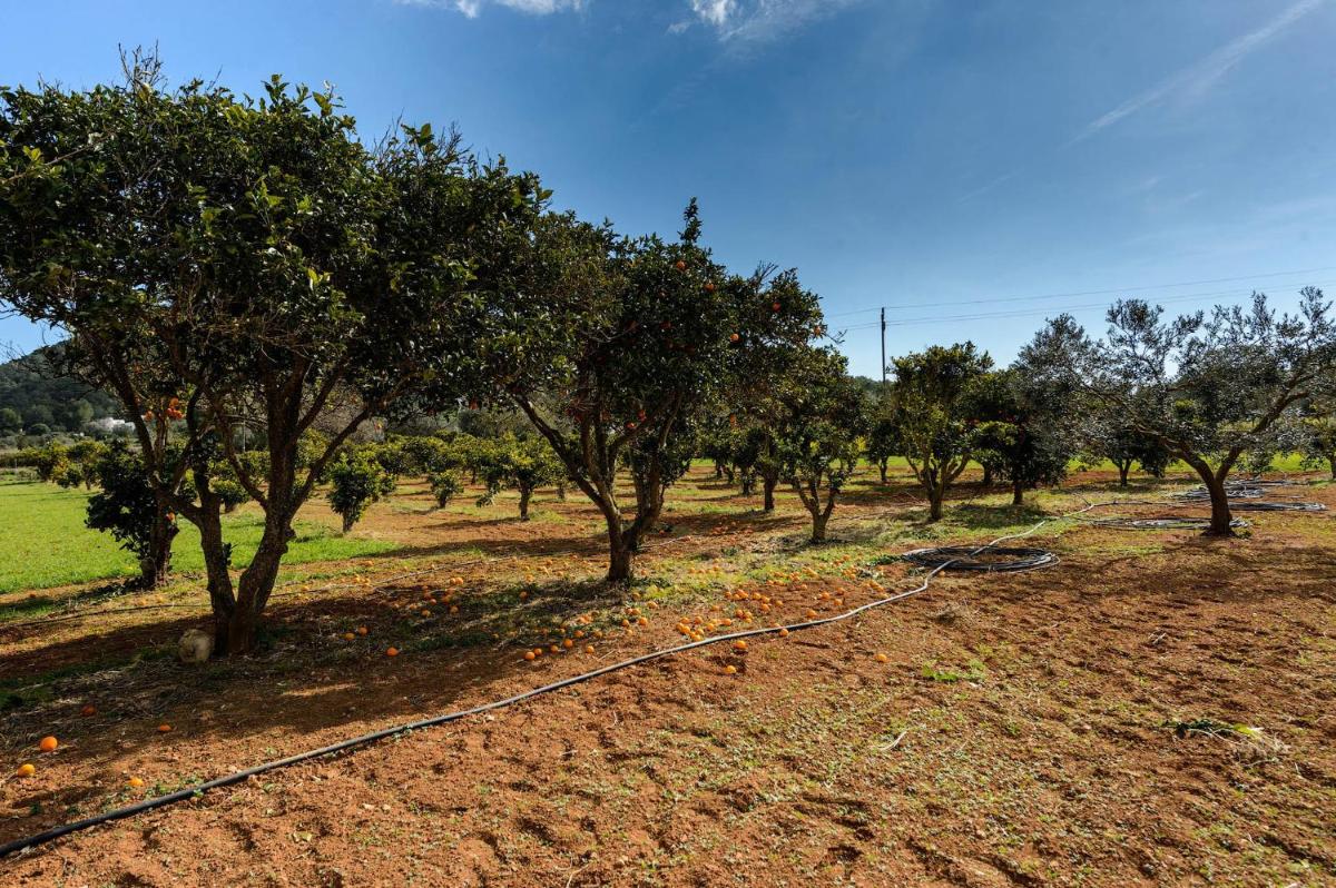 Villa Los Naranjos