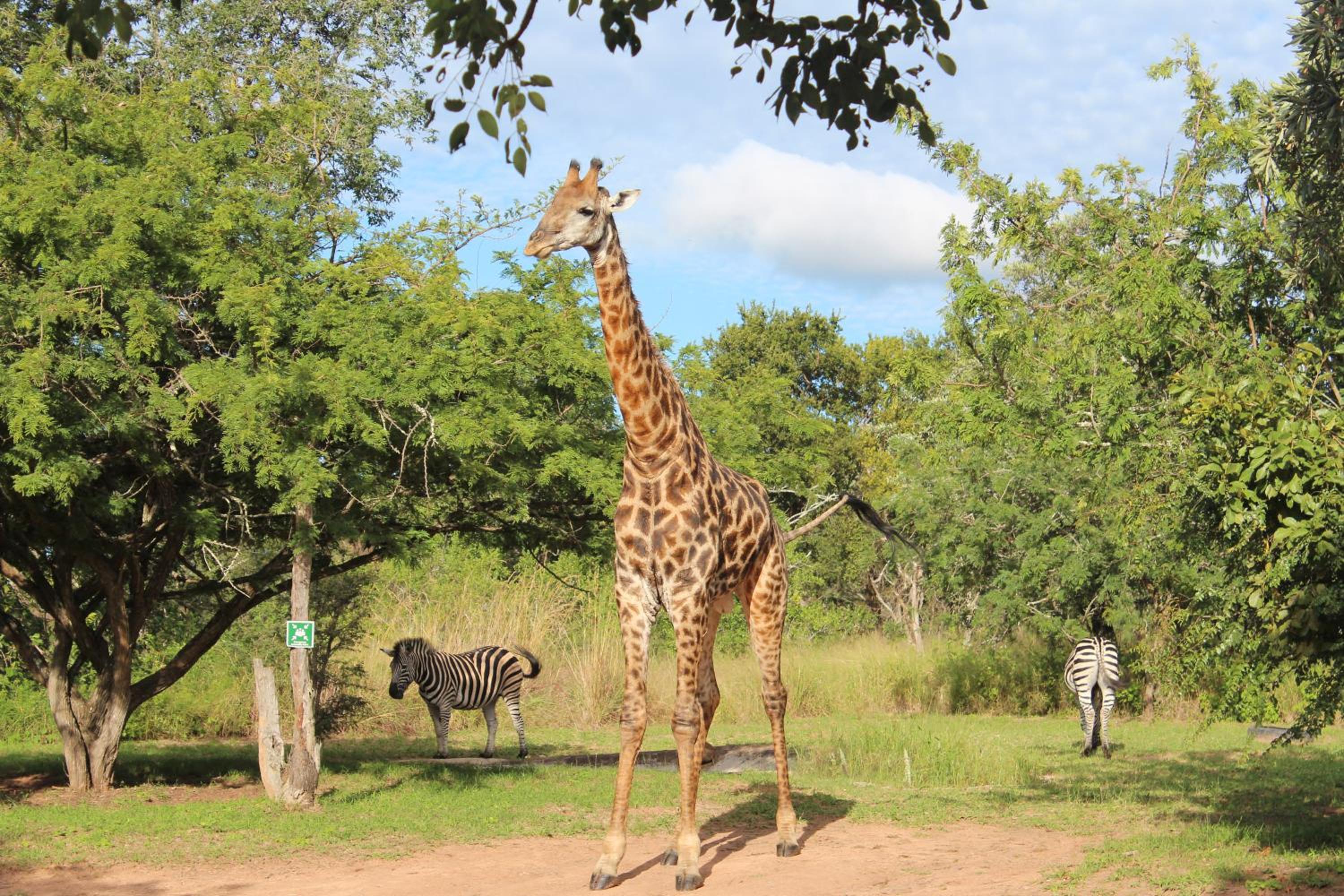 Thornhill Safari Lodge