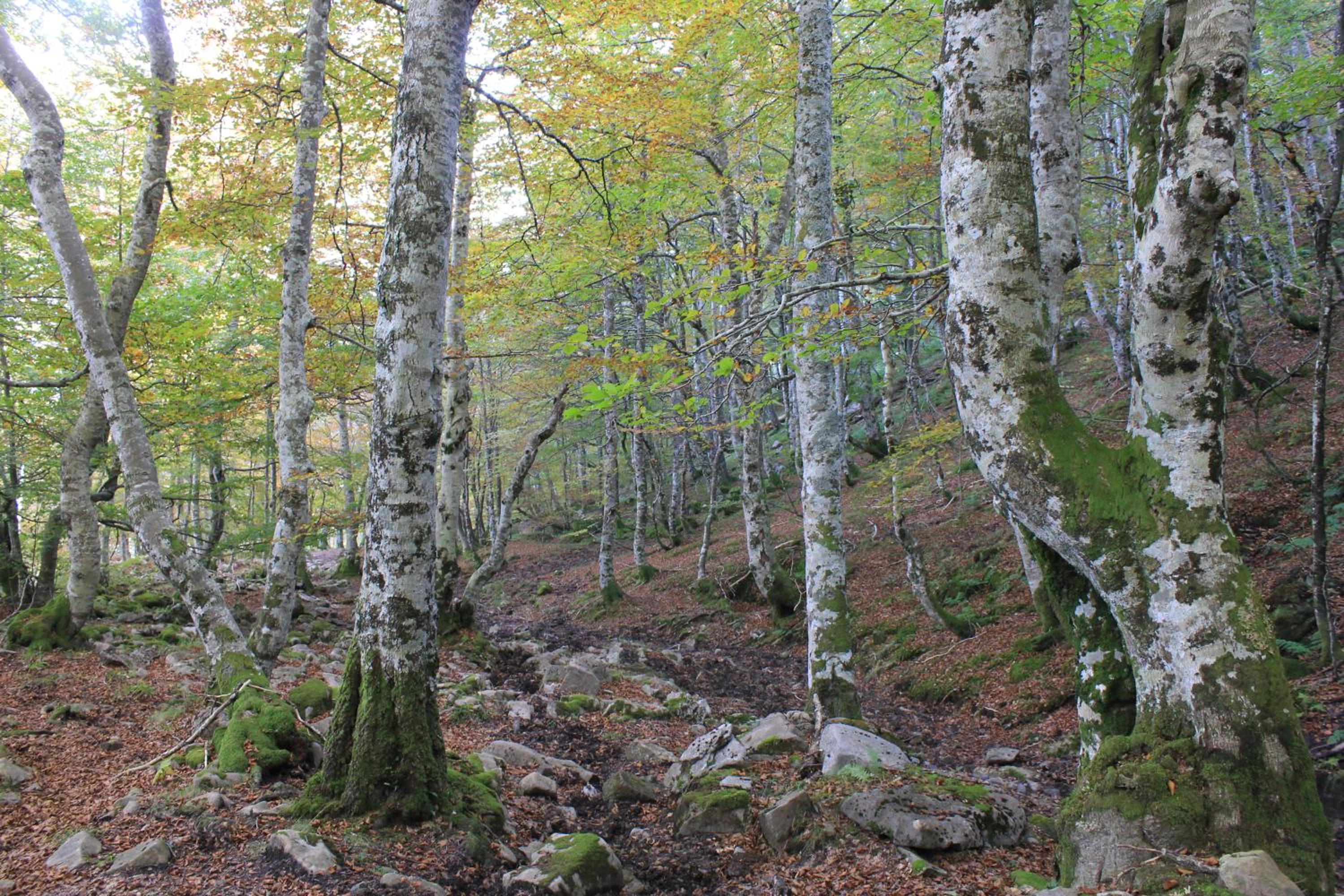 Photo 46