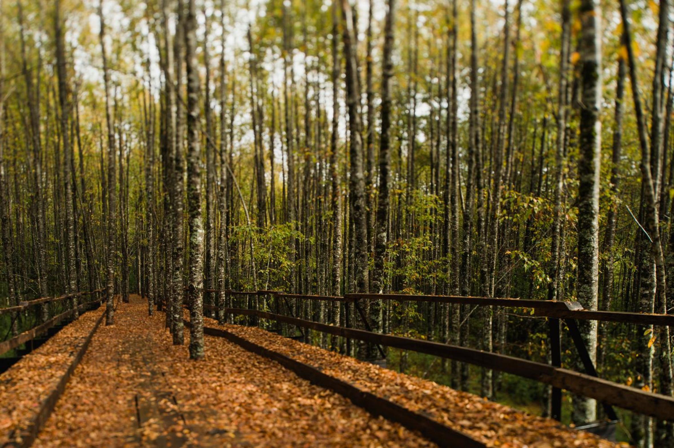 Huilo Huilo Nawelpi Lodge