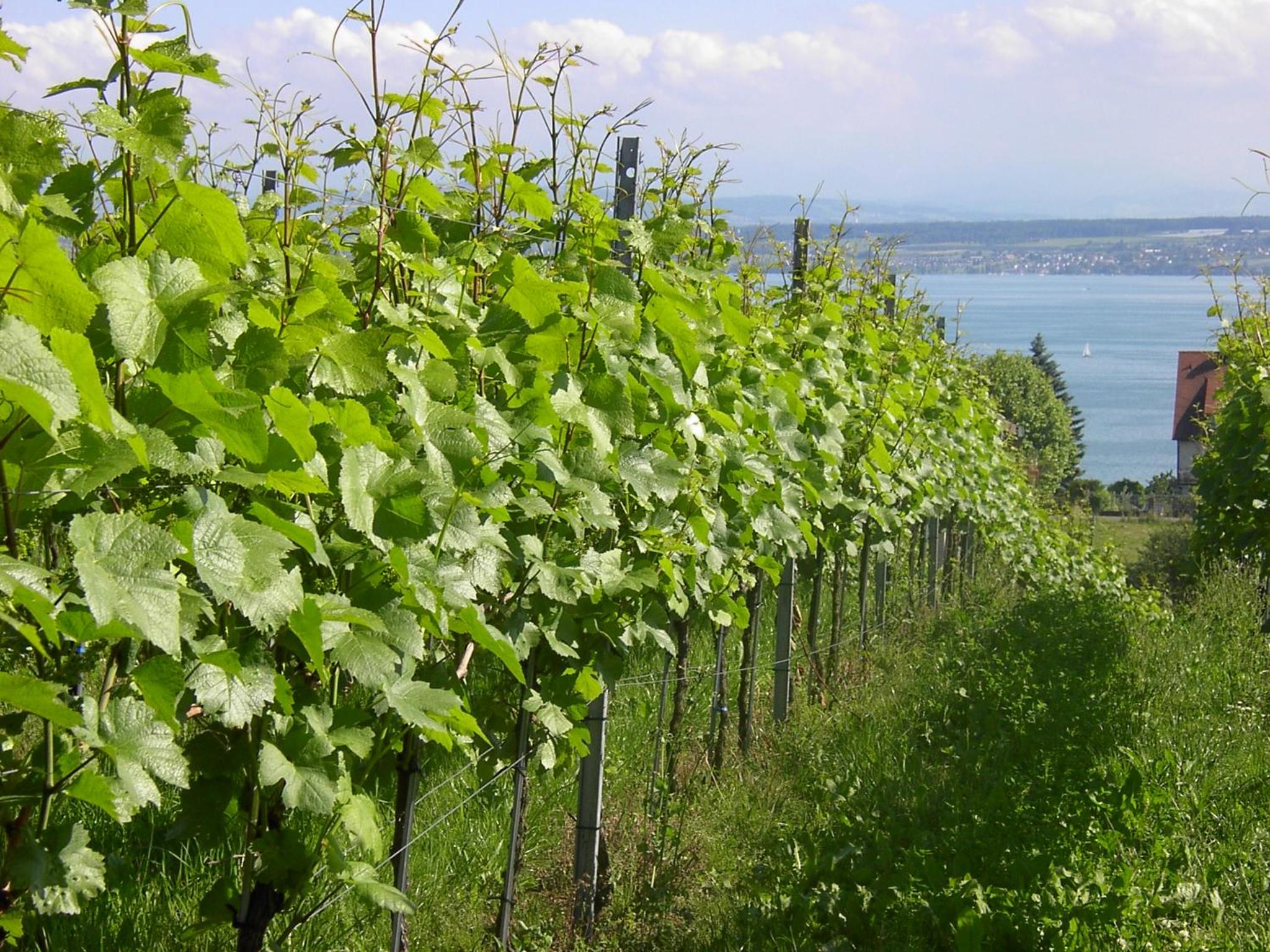 Haus Meersburg Garten