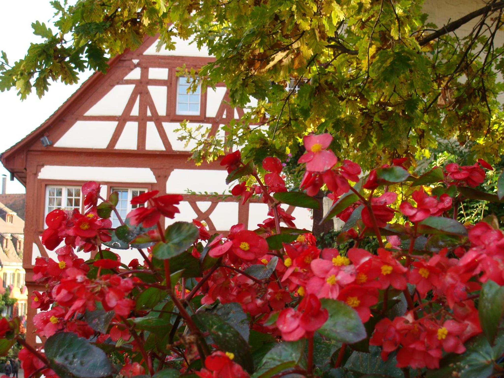 Haus Meersburg Garten
