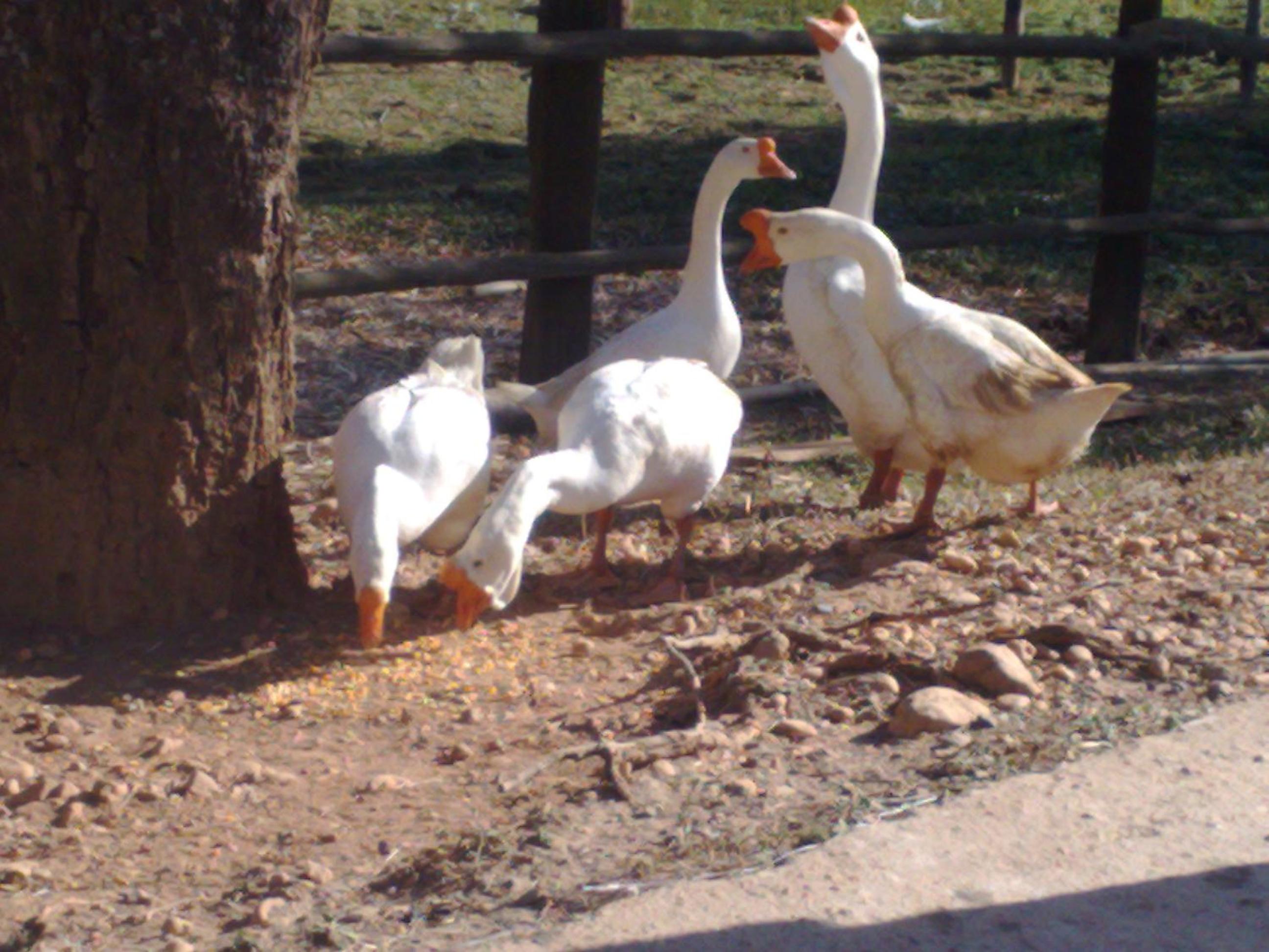 Photo 41