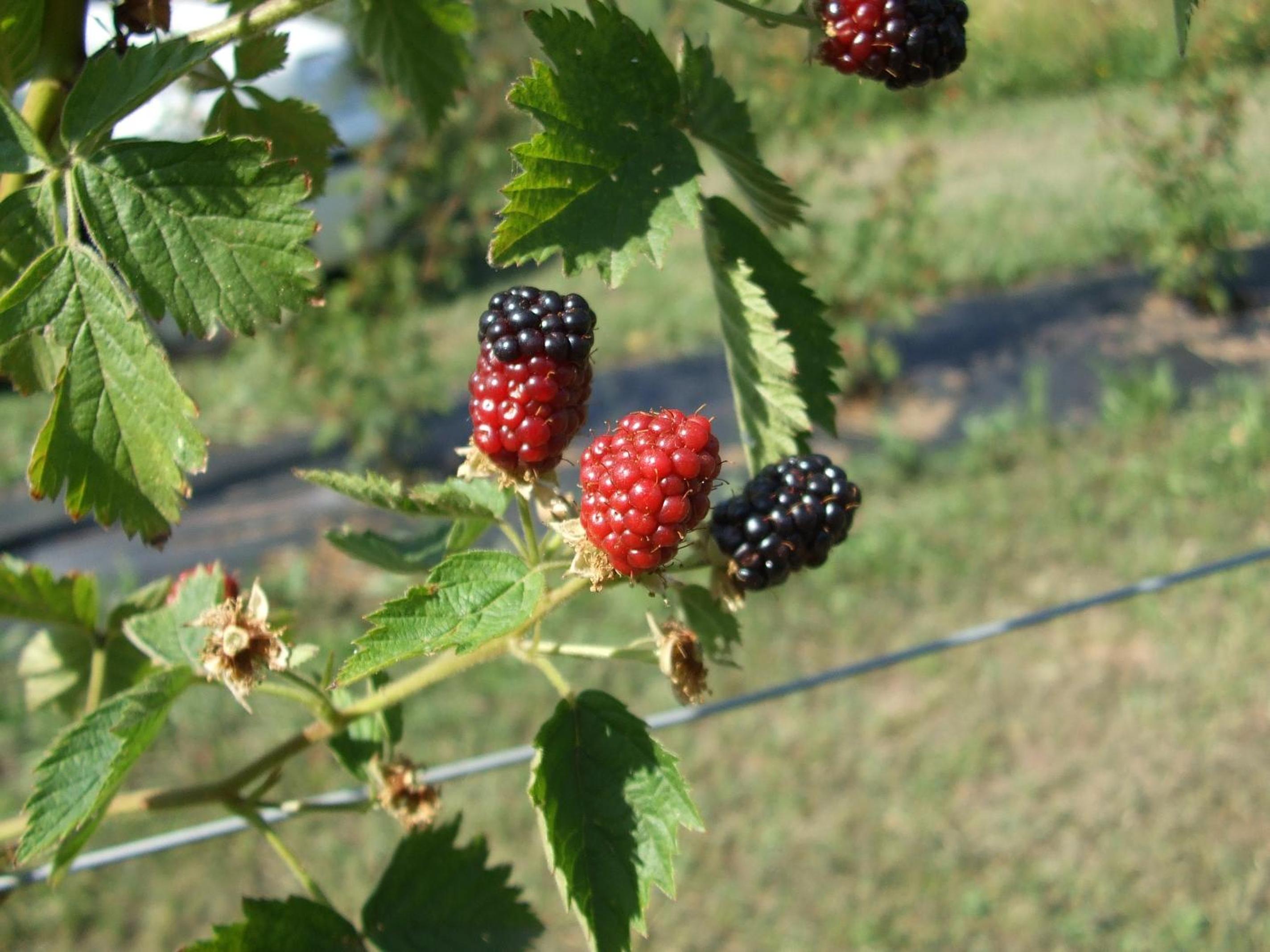 Agriturismo Cascina Rossano, photo 54