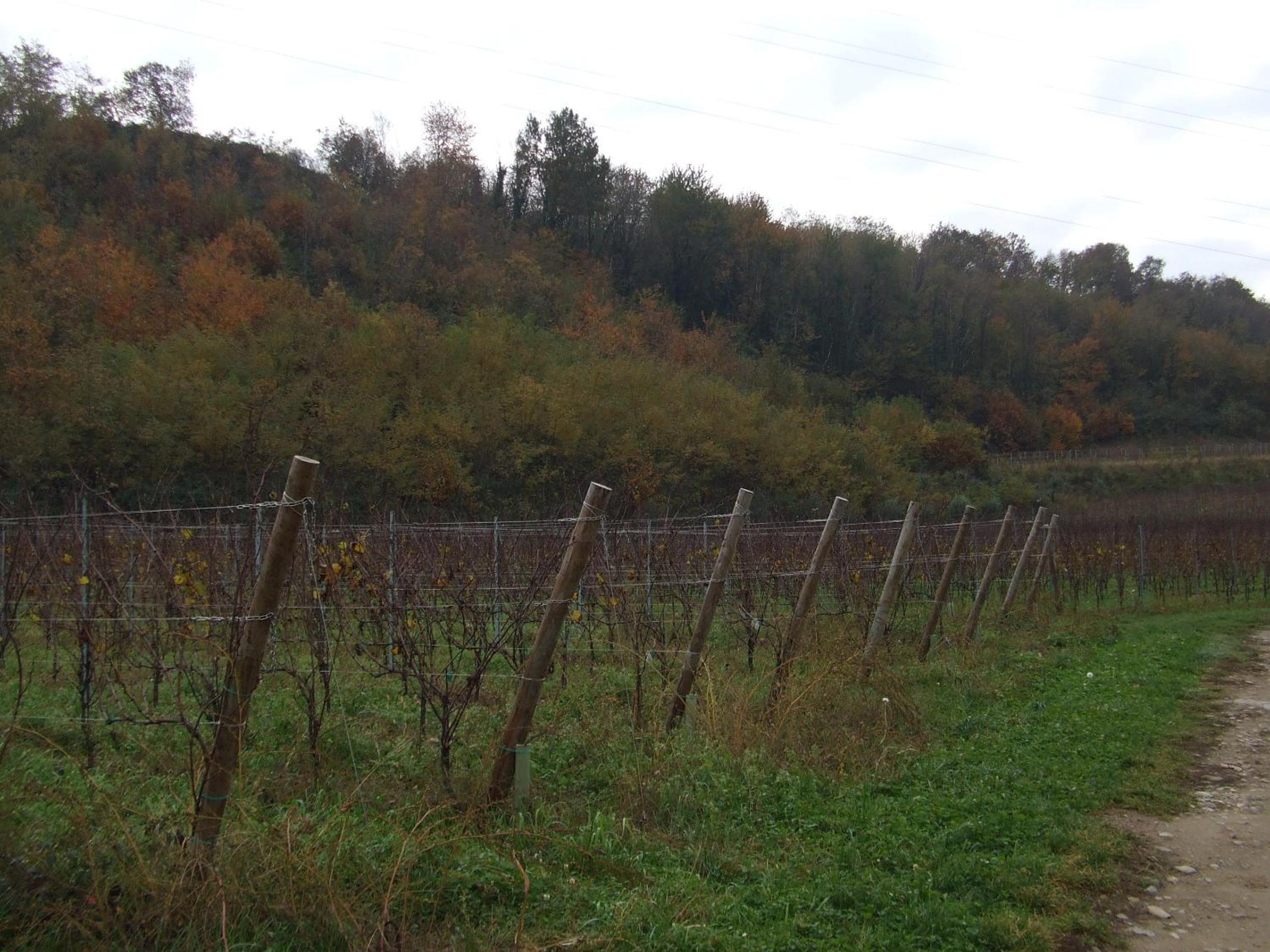 Agriturismo Cascina Rossano, photo 48