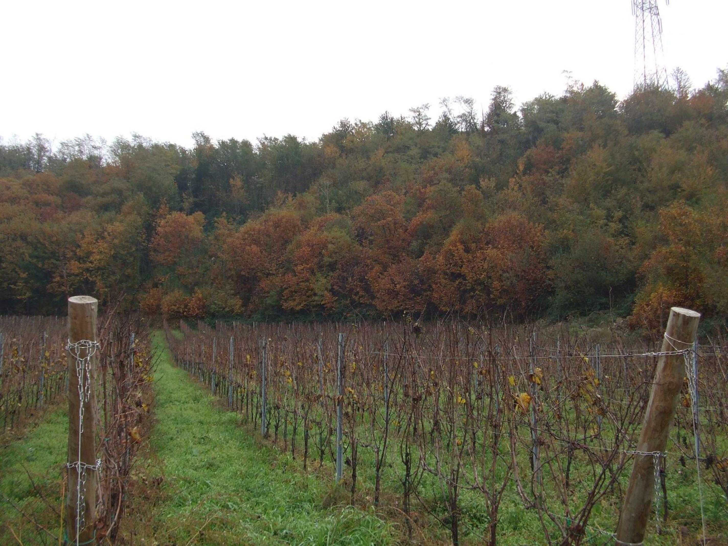 Agriturismo Cascina Rossano, photo 47