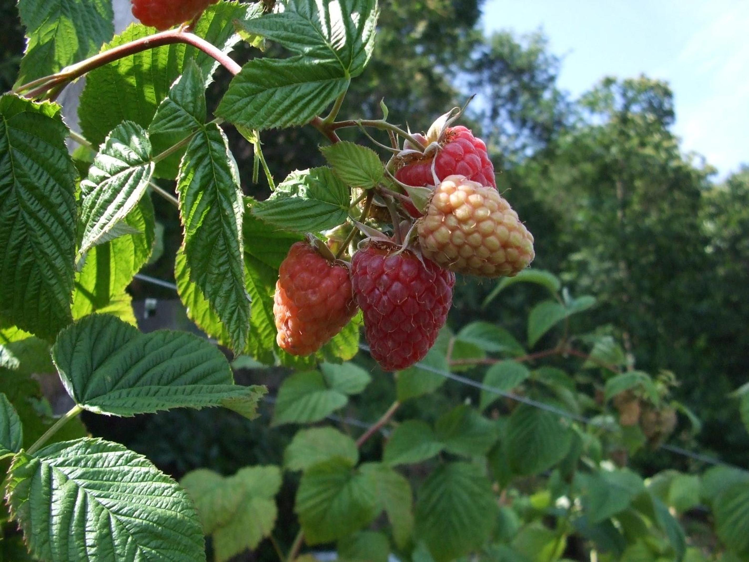 Agriturismo Cascina Rossano, photo 55