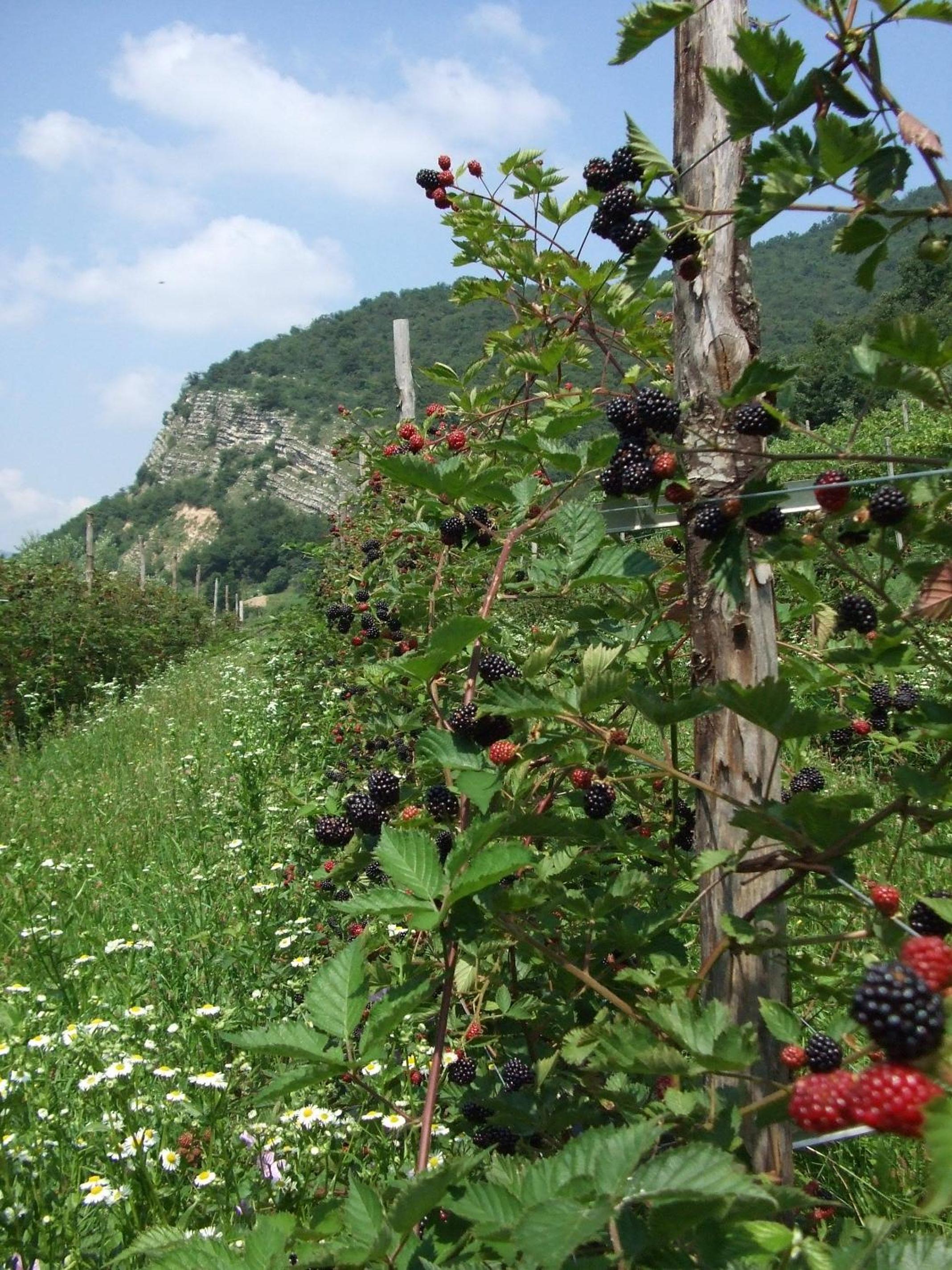 Agriturismo Cascina Rossano, photo 69