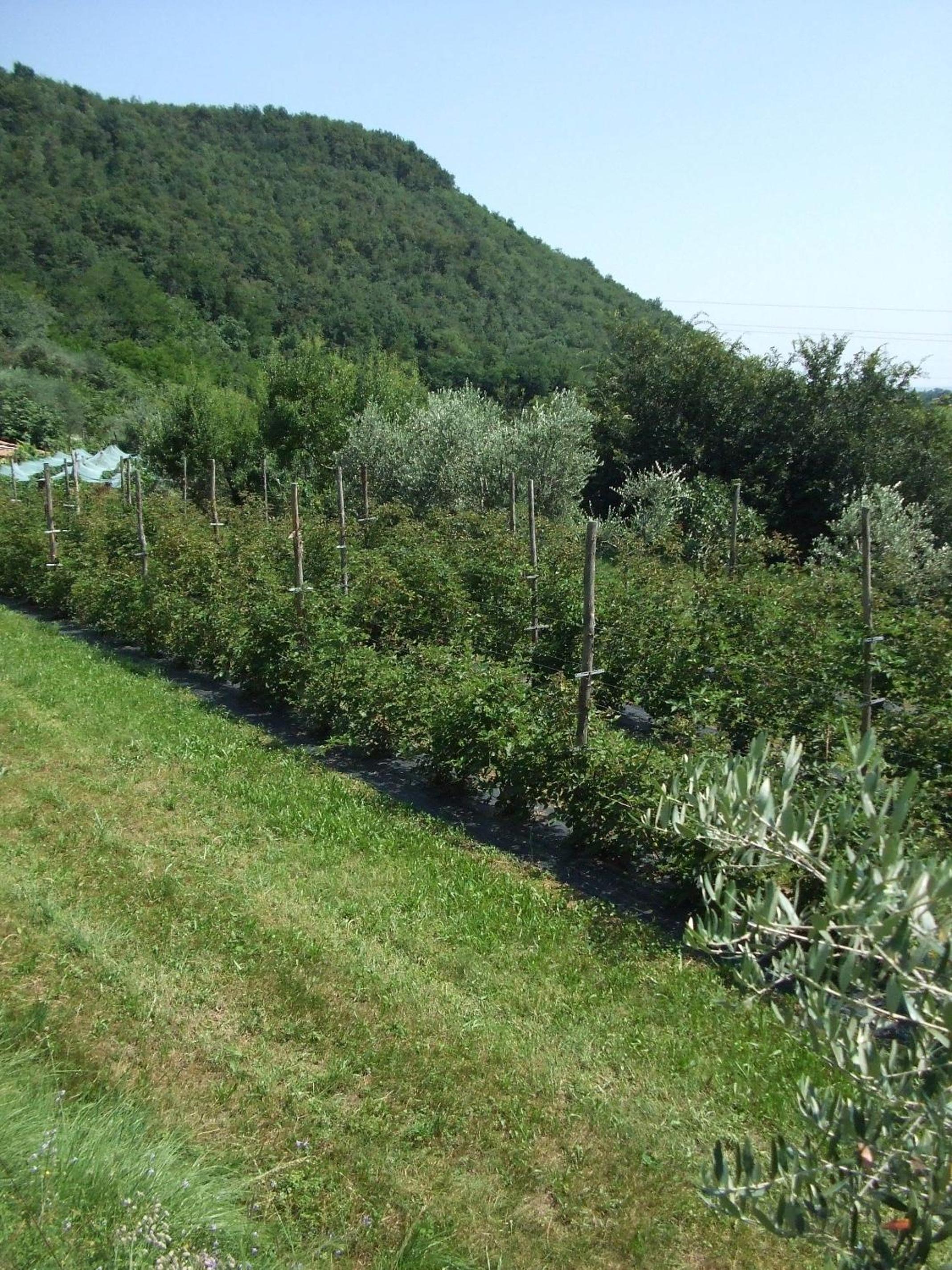 Agriturismo Cascina Rossano, photo 44