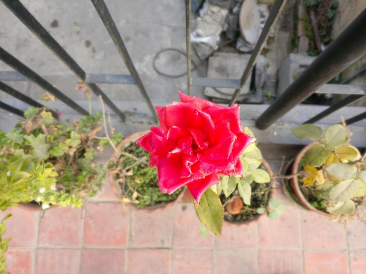 Photo 45