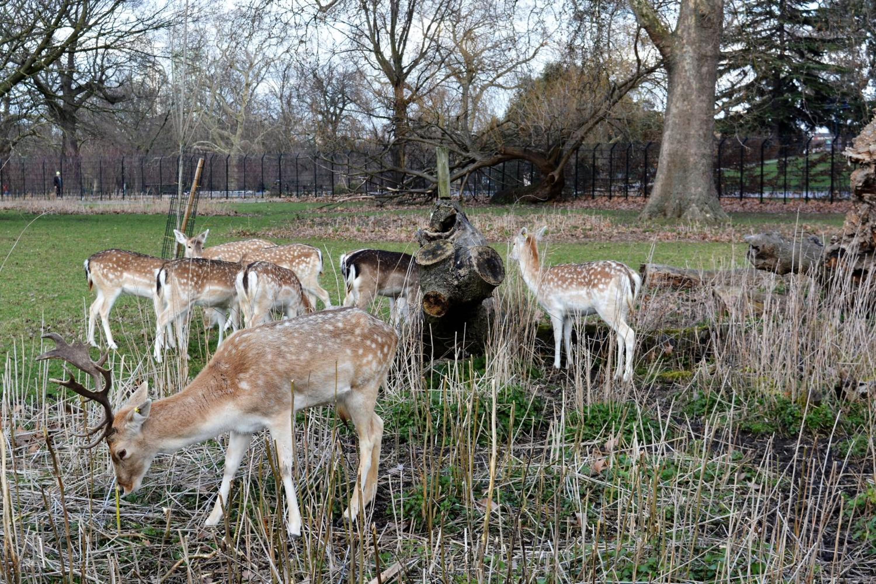 TopHome Stoke Newington