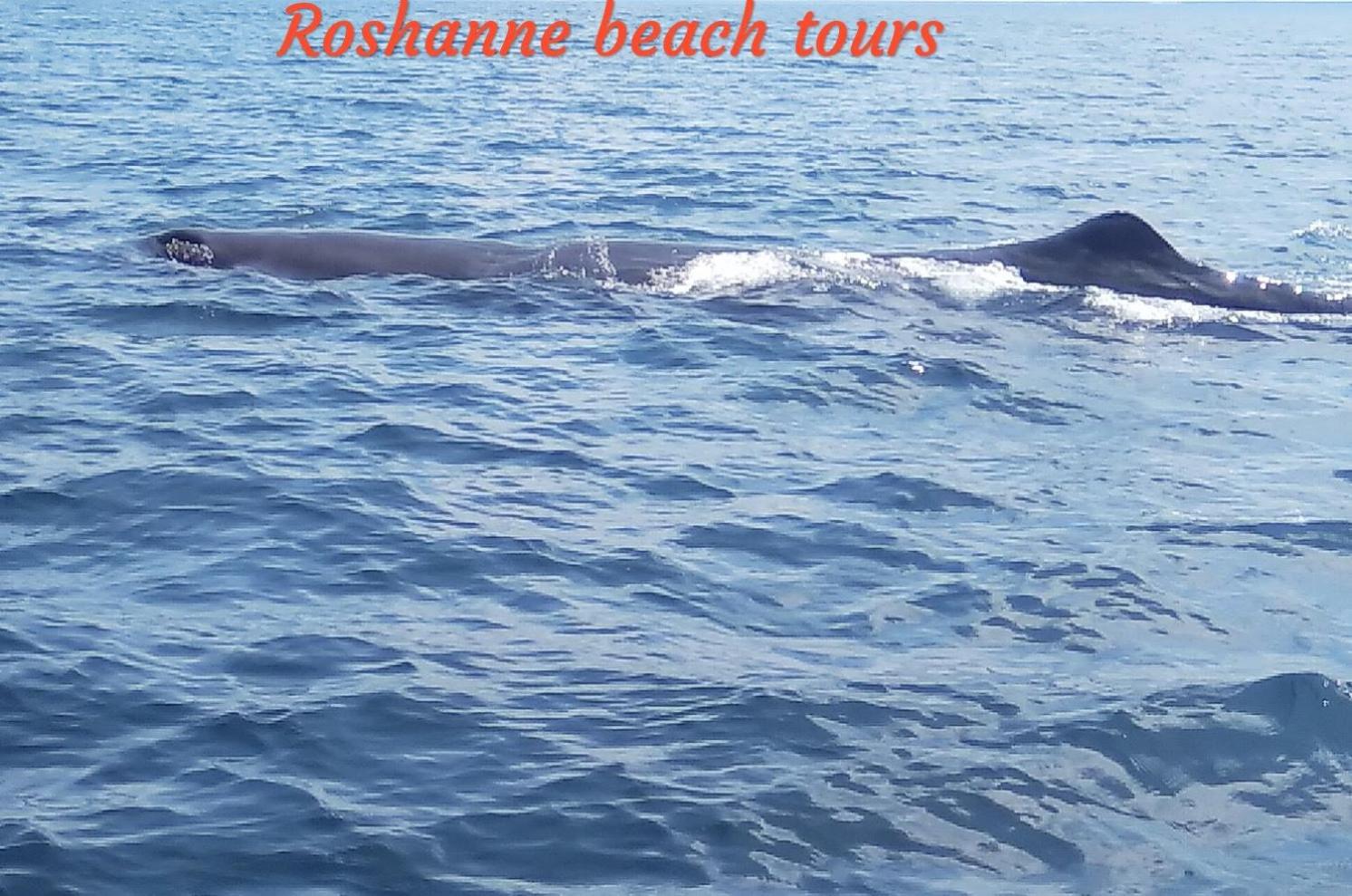 Roshanne Beach Resort, Kalpitiya