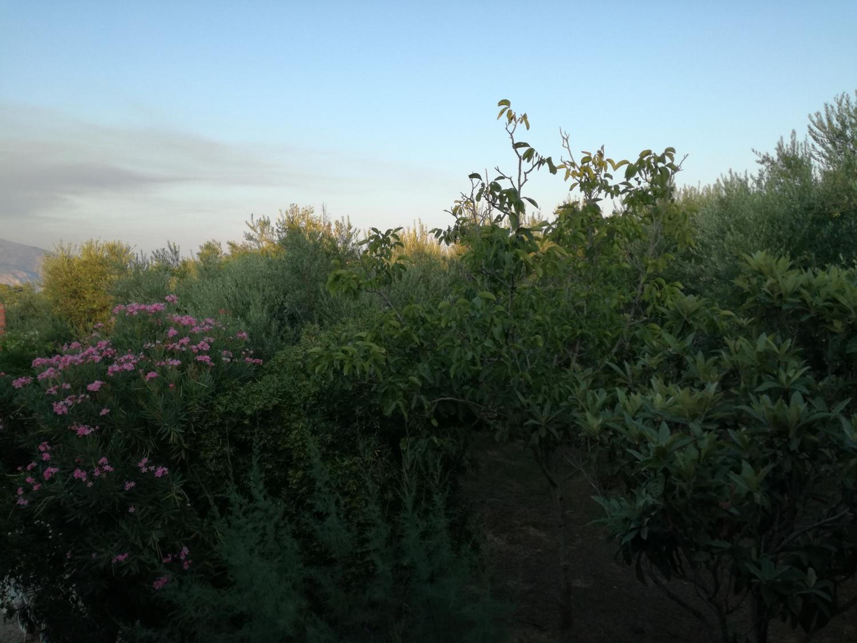 Photo 42