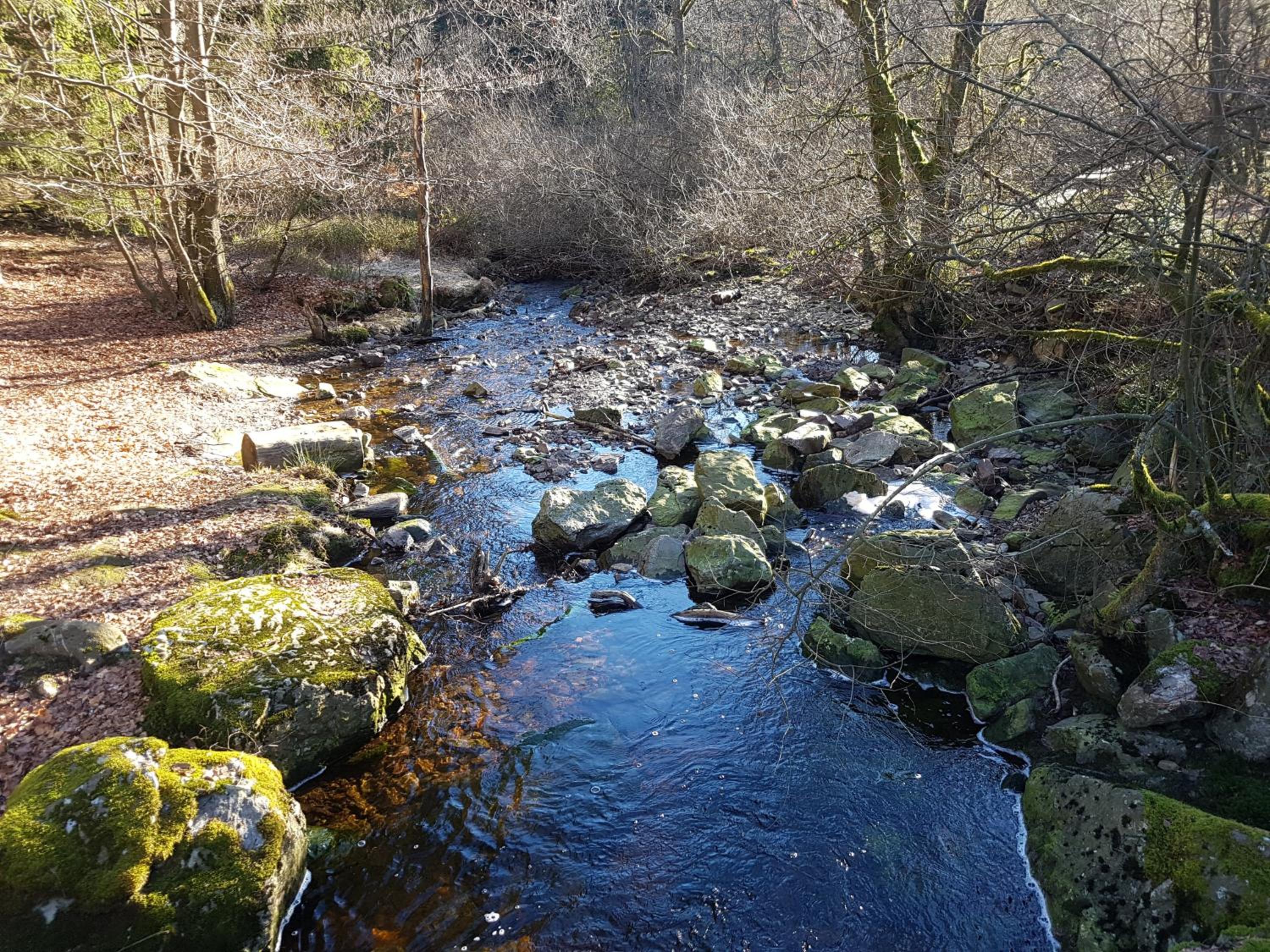 La mignonne des fagnes