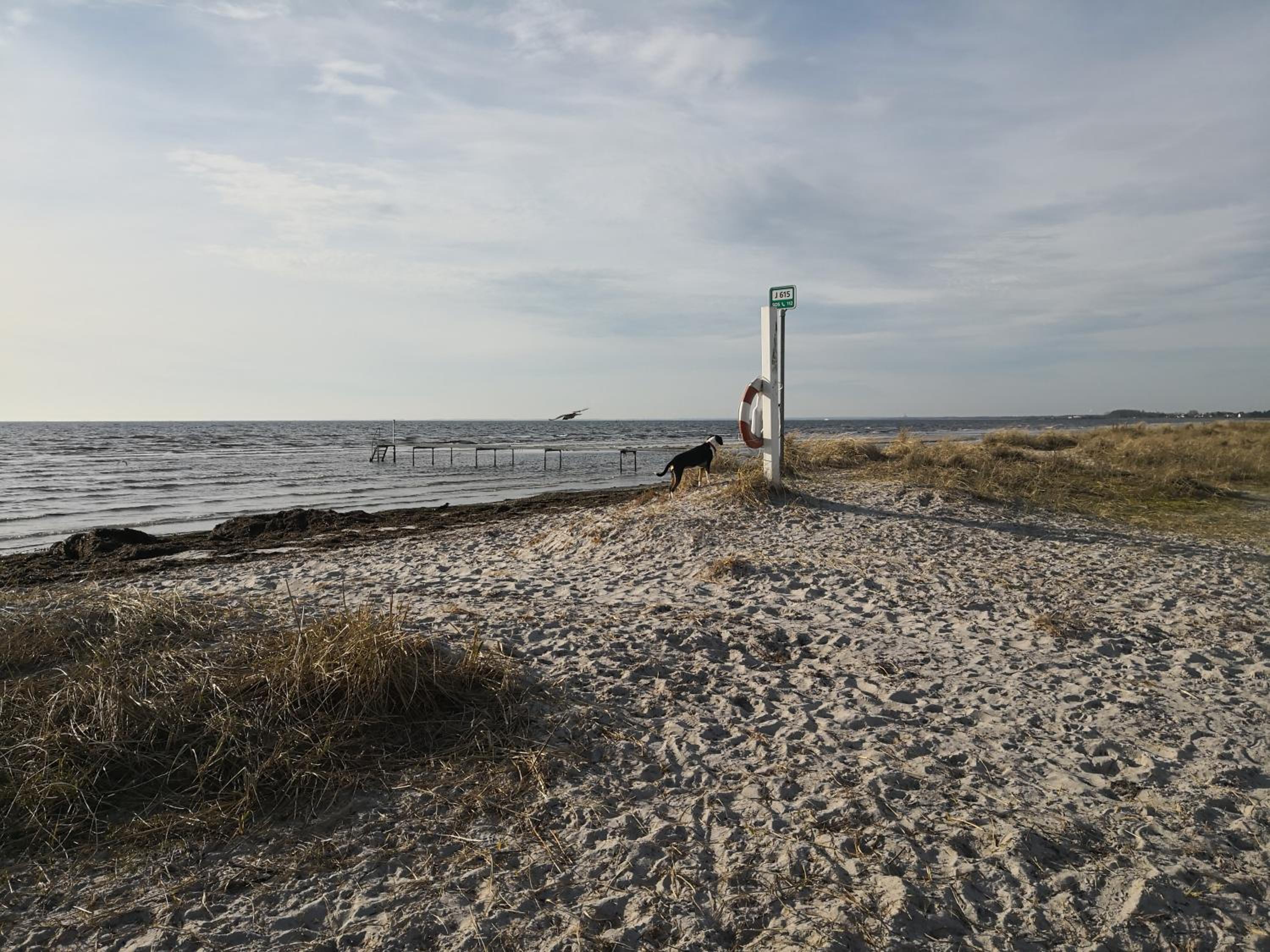 Spurvereden ved vandet