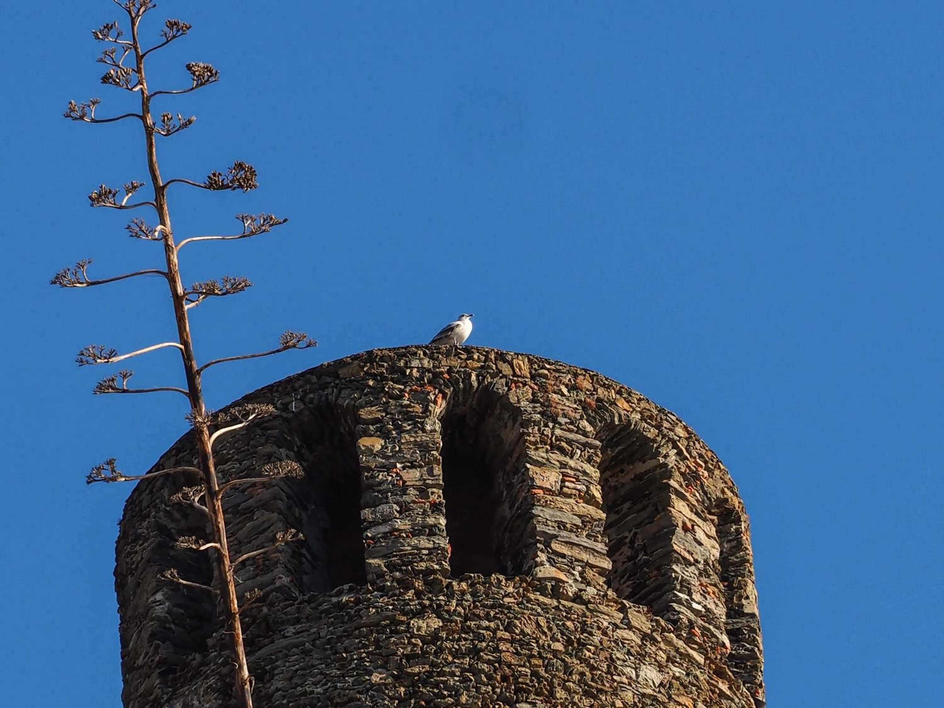 Muin a Ventu Historical Tower photo 5