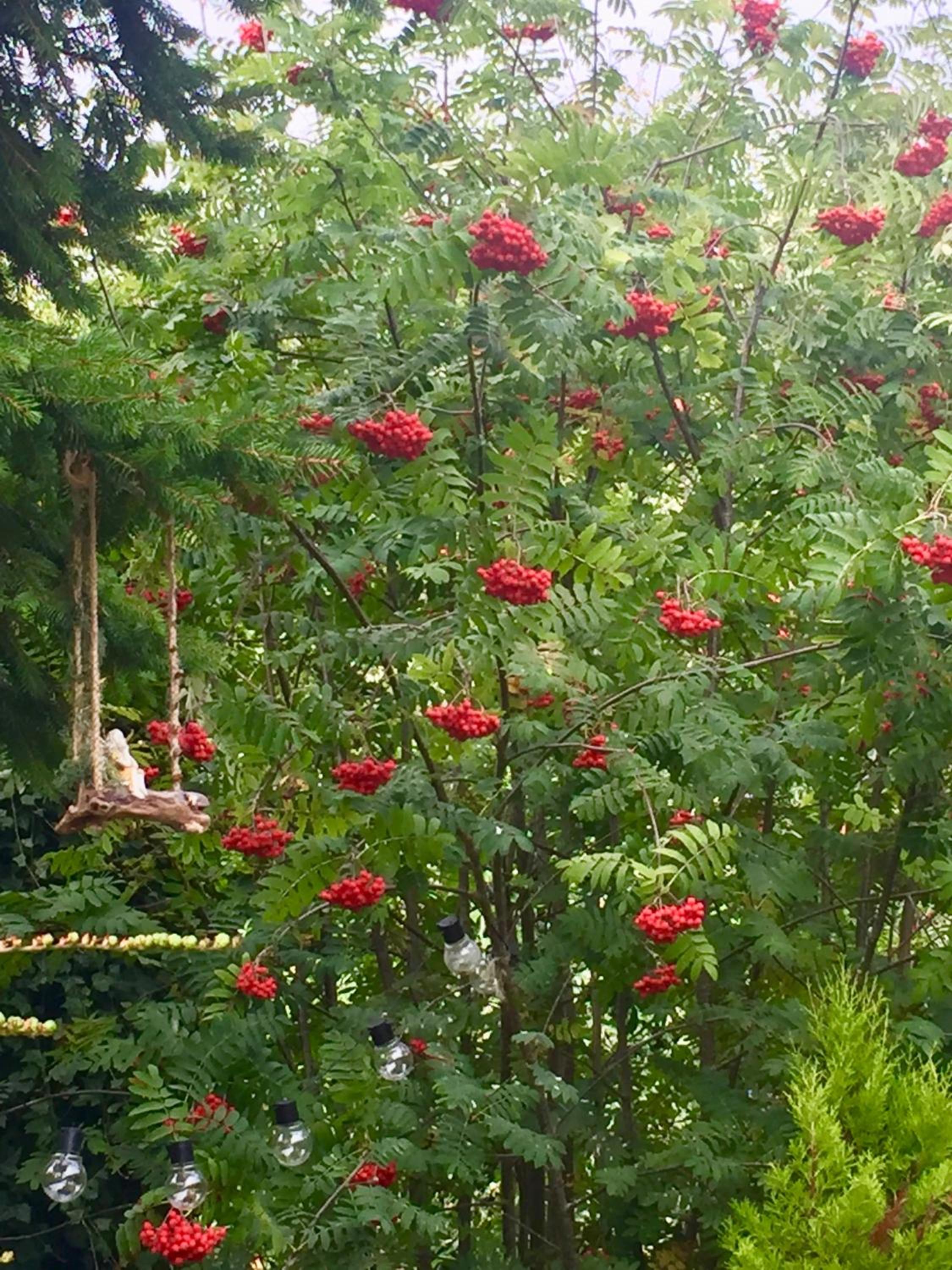 Otter Lodge Auchterarder view 4
