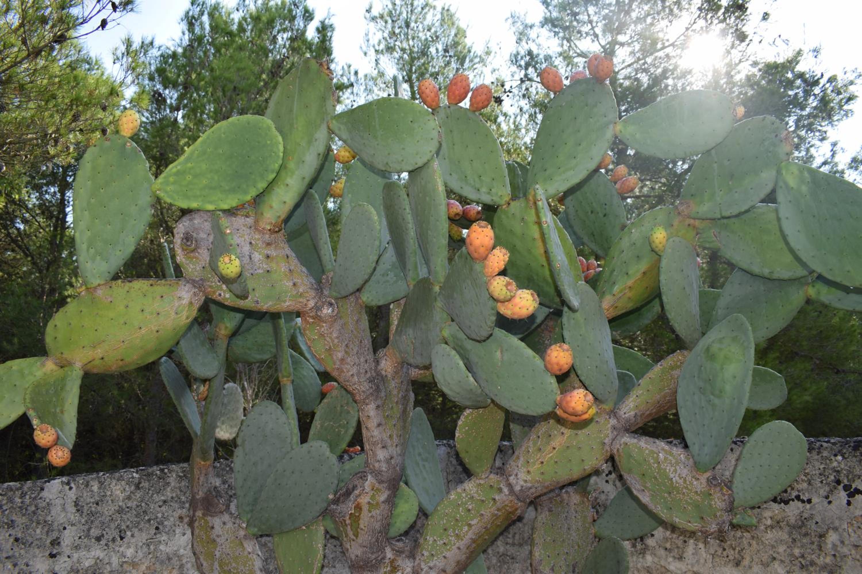 Photo 44