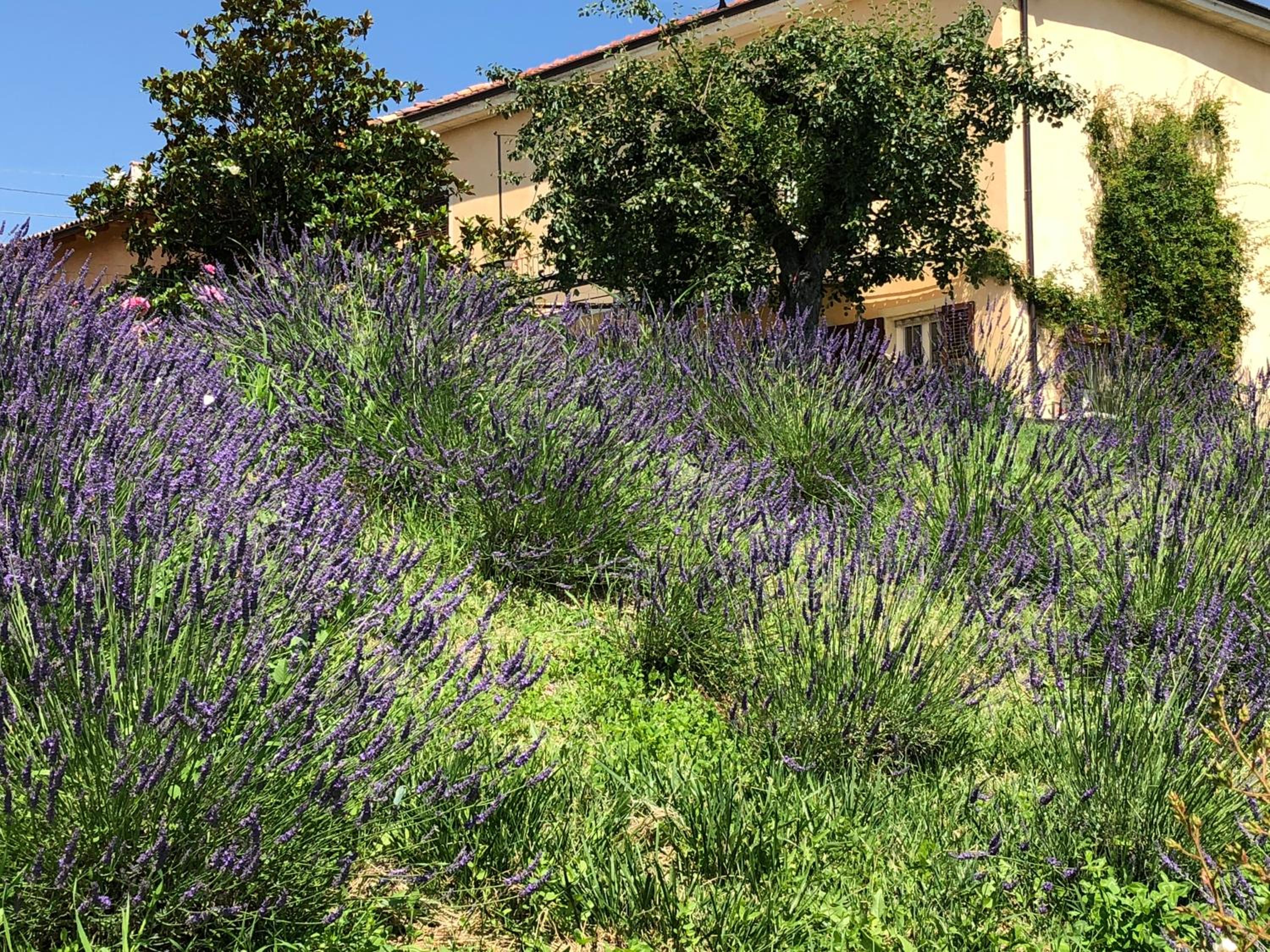 Cascina Vicentini