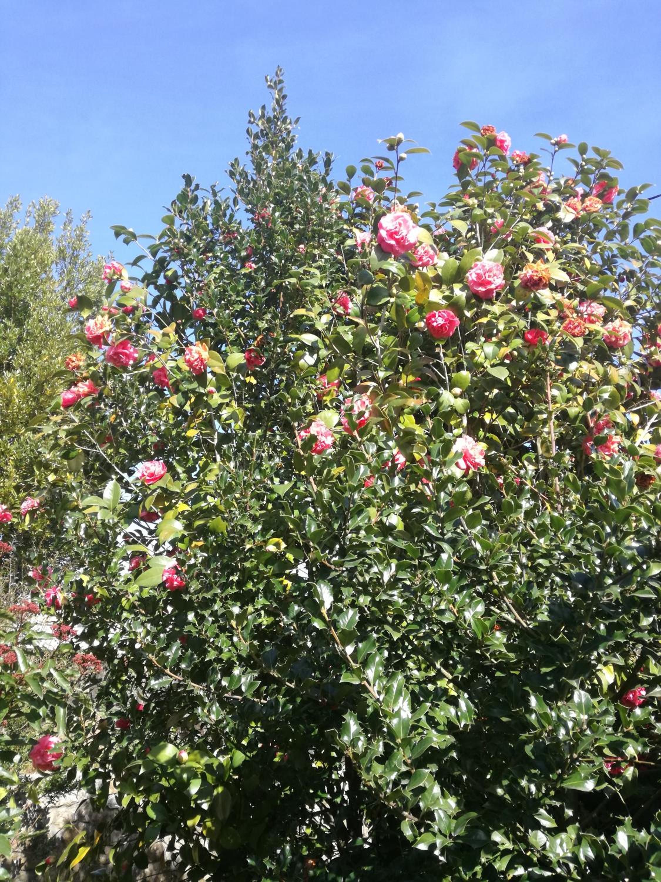 Photo 48