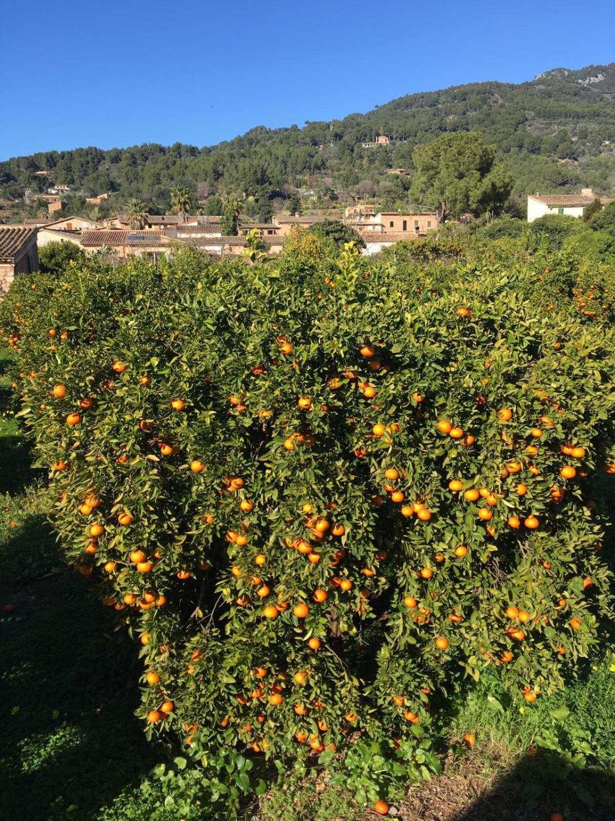 Finca Cas Sant