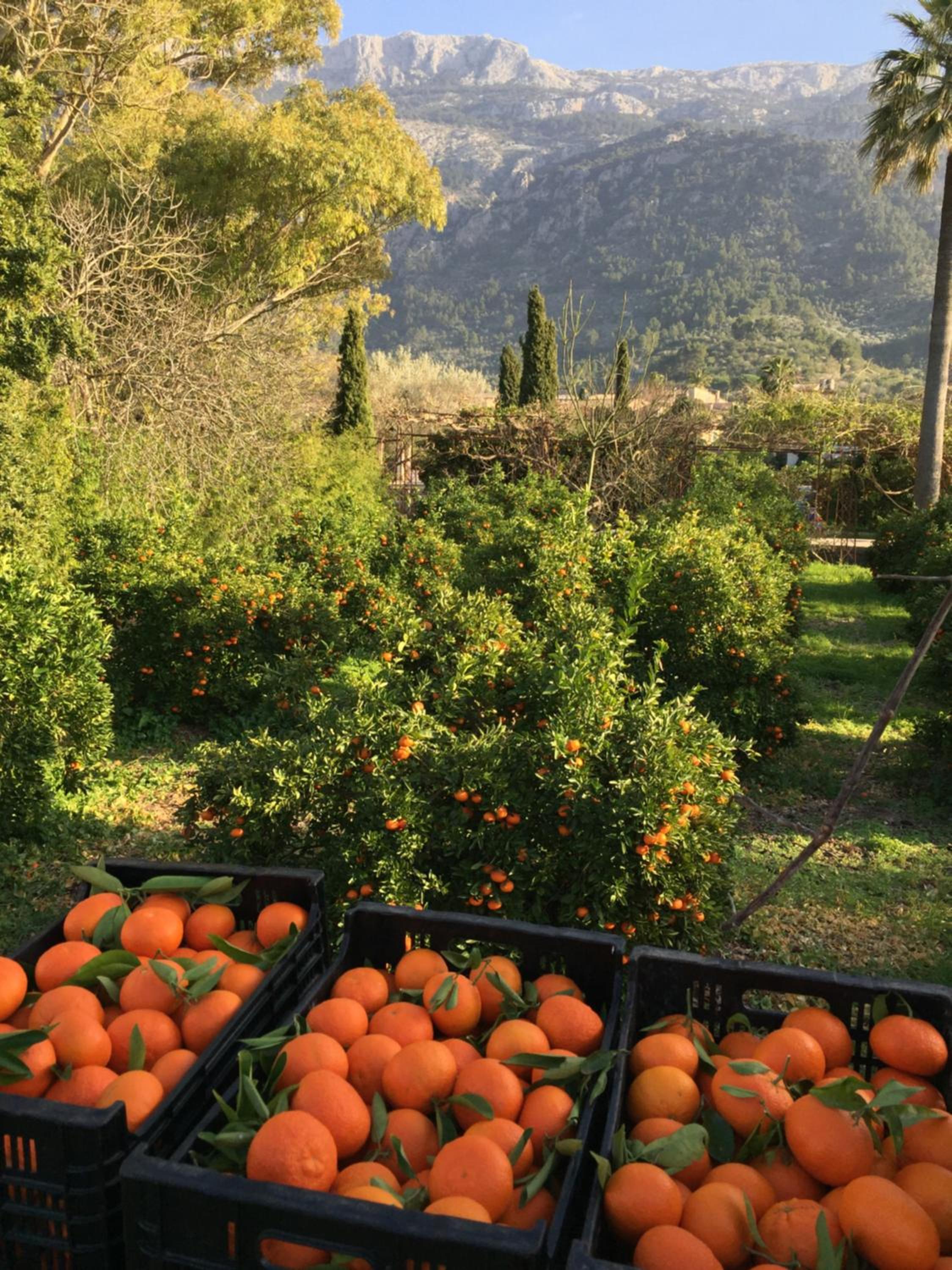 Finca Cas Sant