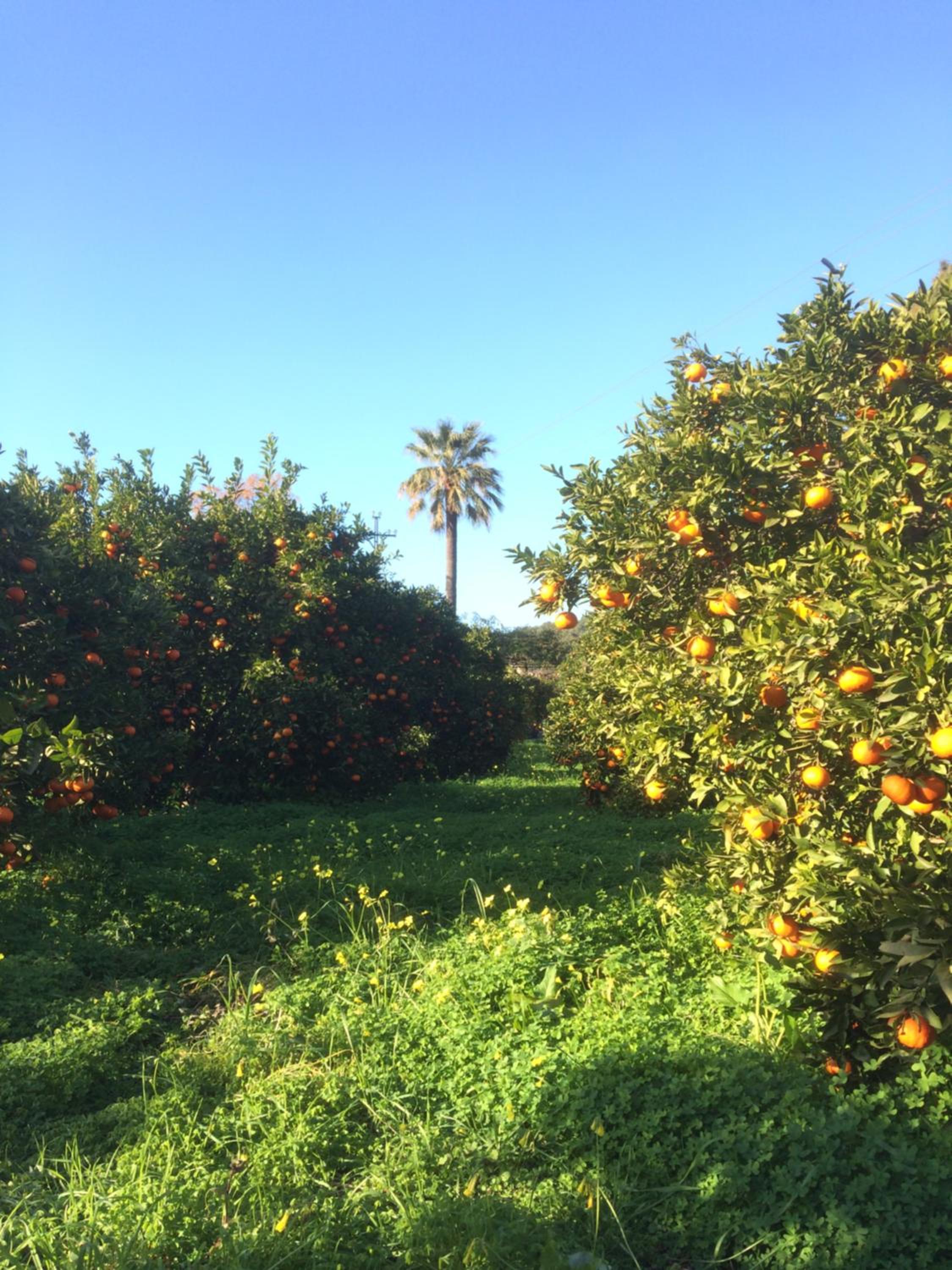Finca Cas Sant