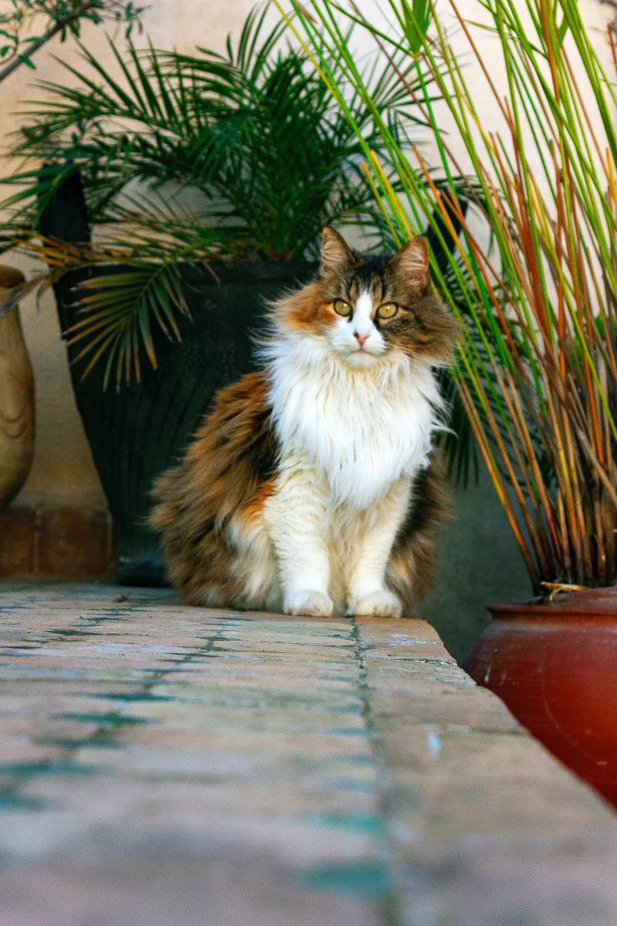 Dar El Bali