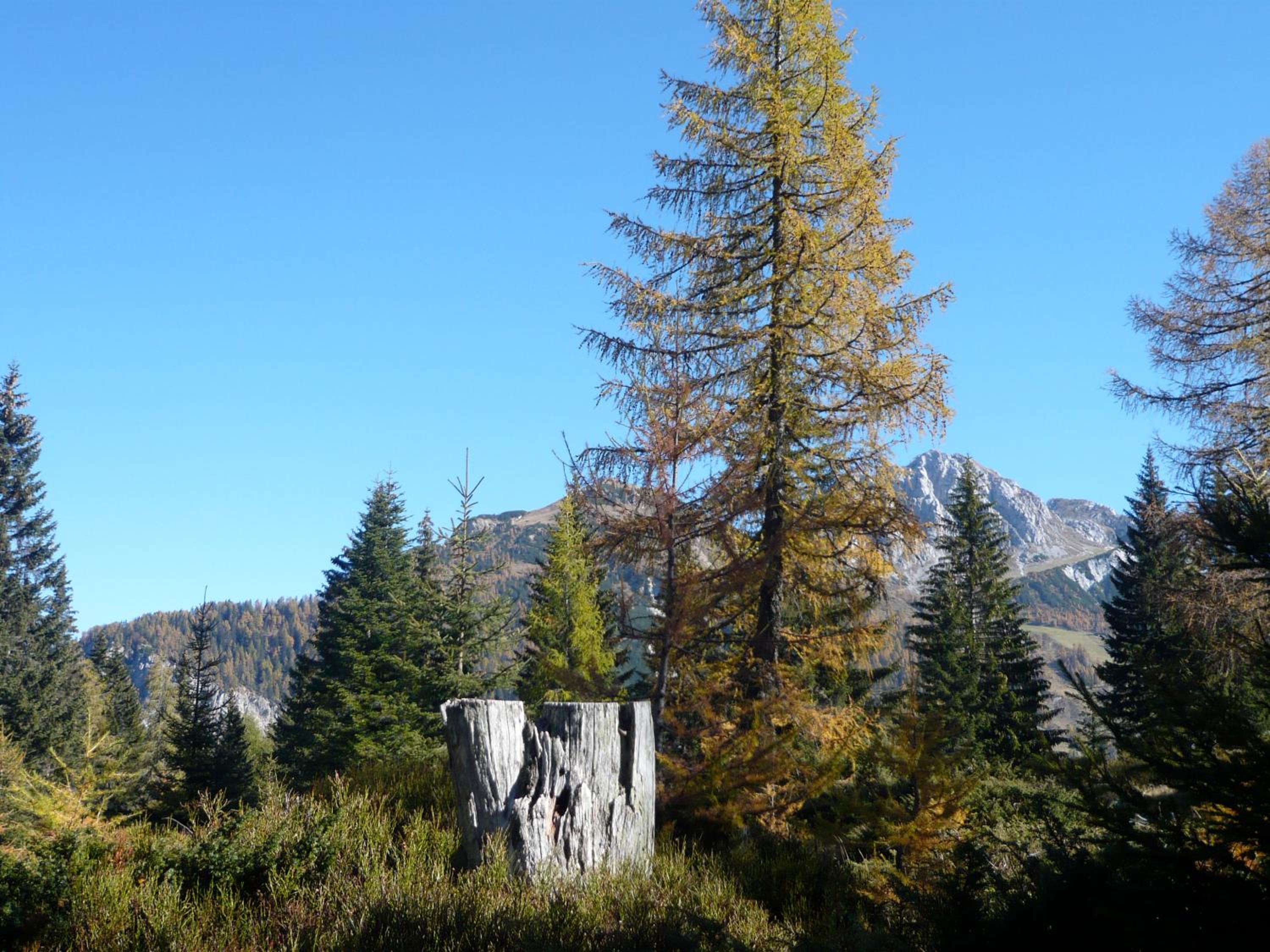 Waldnerhütte