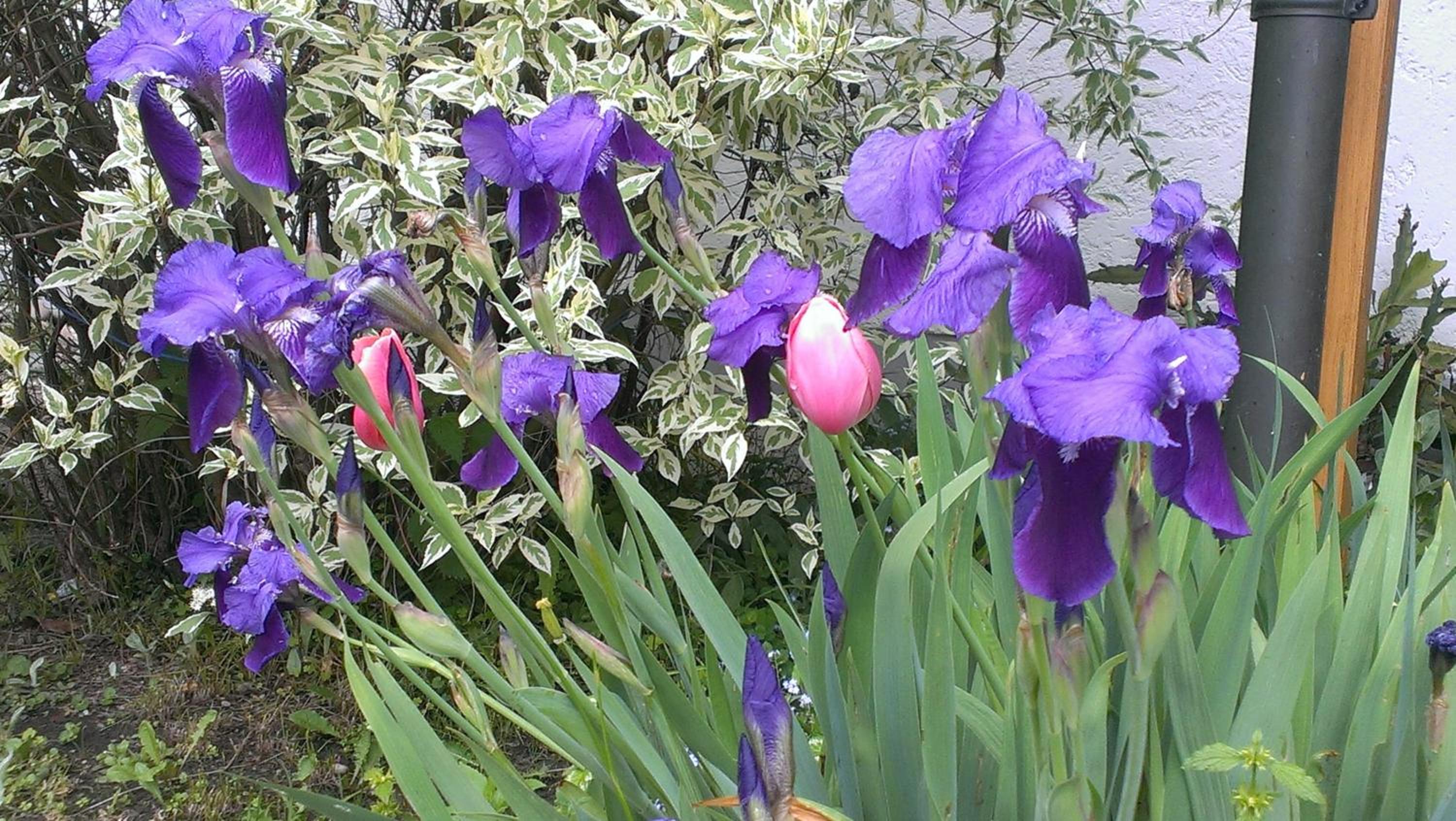 Photo 25