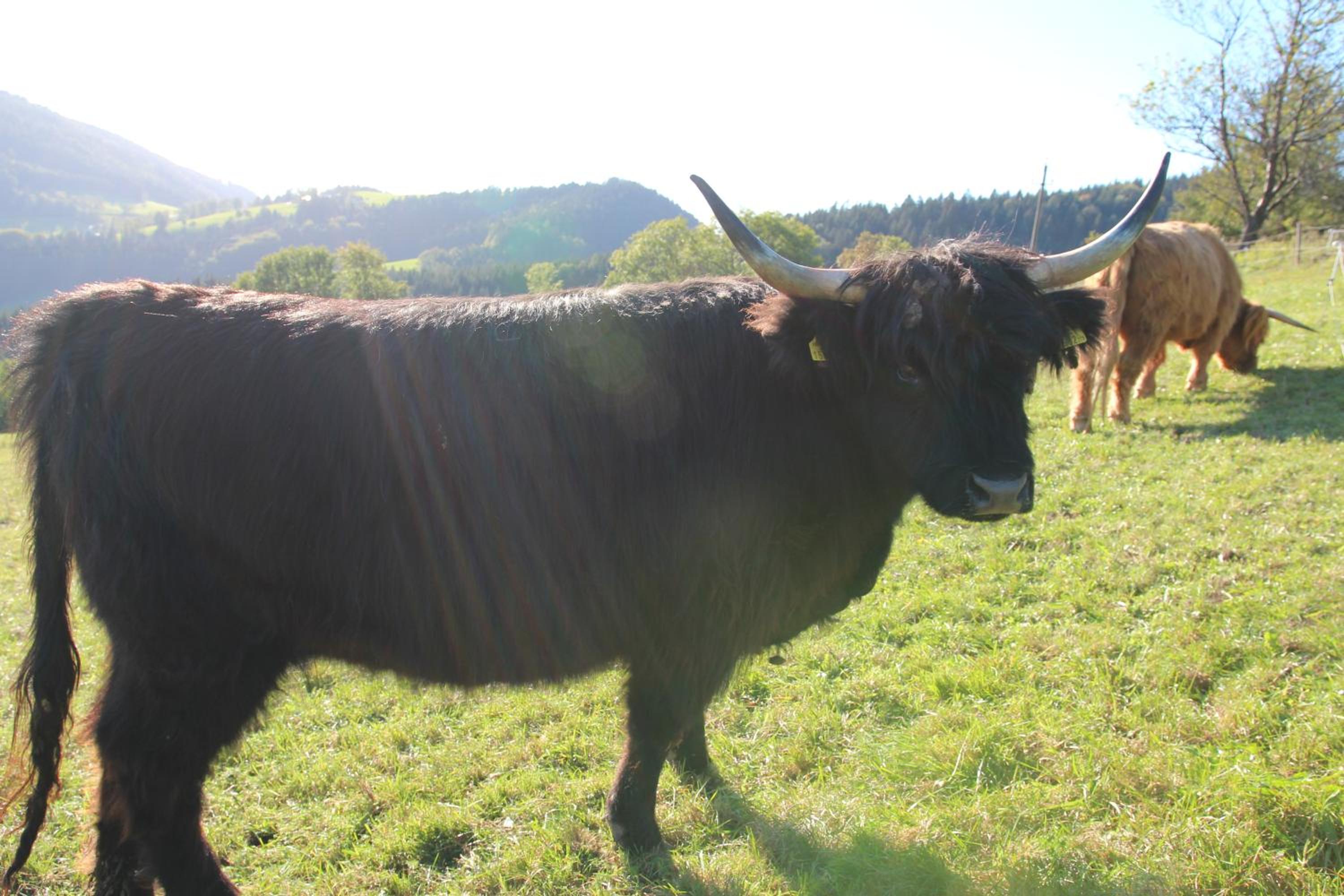 Hirmhof