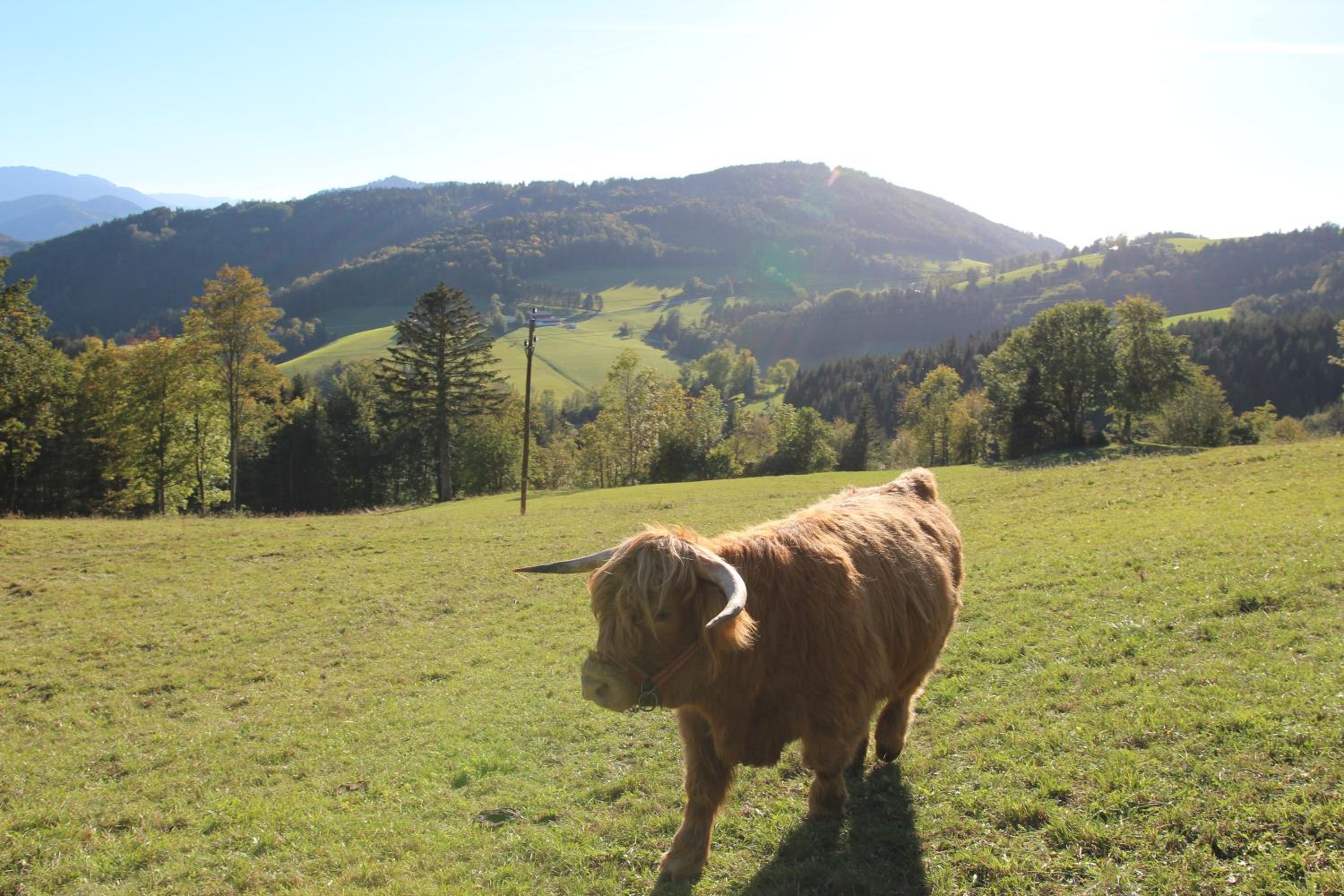 Hirmhof