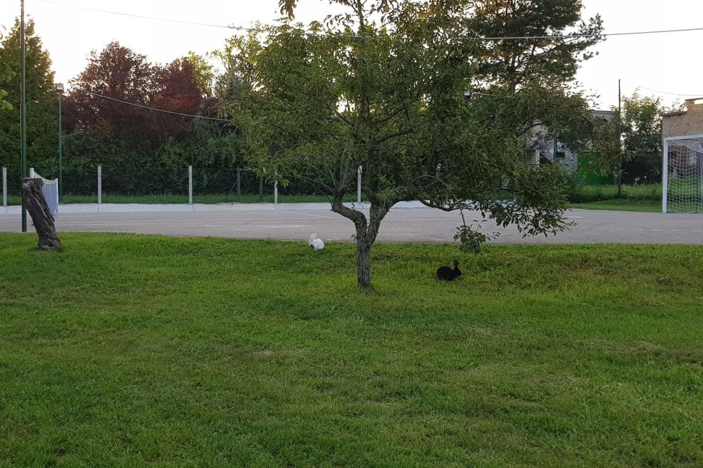 Photo 49