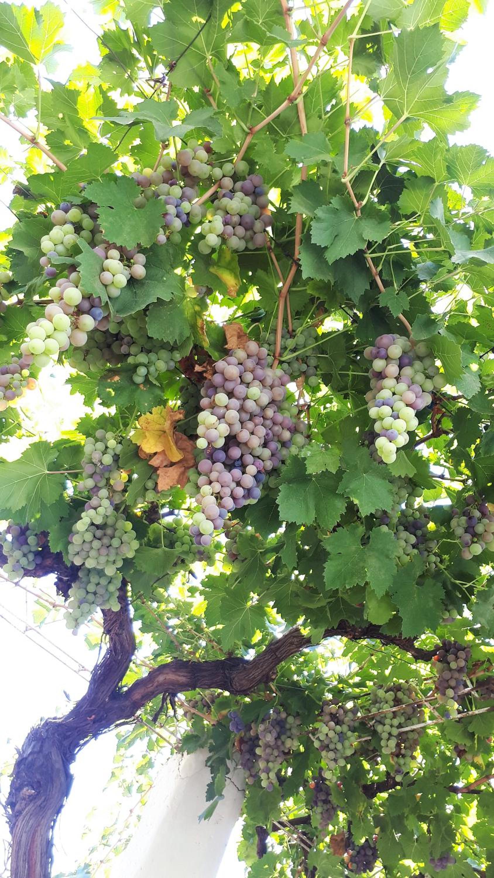Departamento en Mendoza Domaine Laborde II