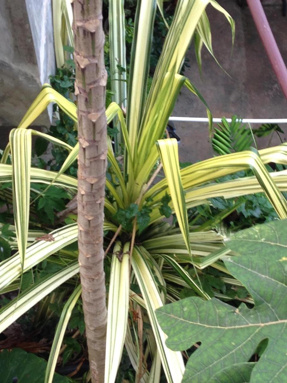 Rivi Sanda Villa & Apartment Hikkaduwa