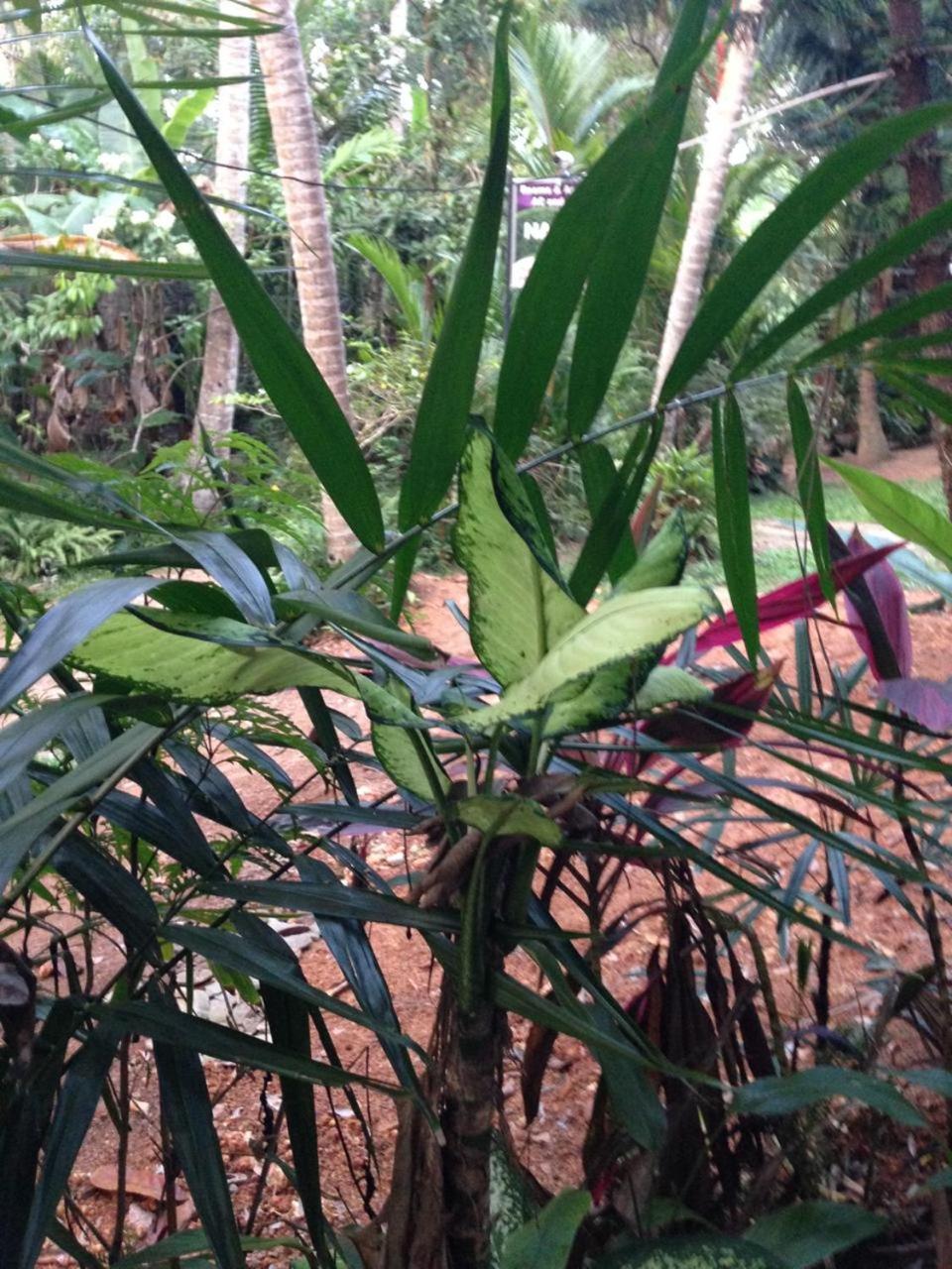 Rivi Sanda Villa & Apartment Hikkaduwa