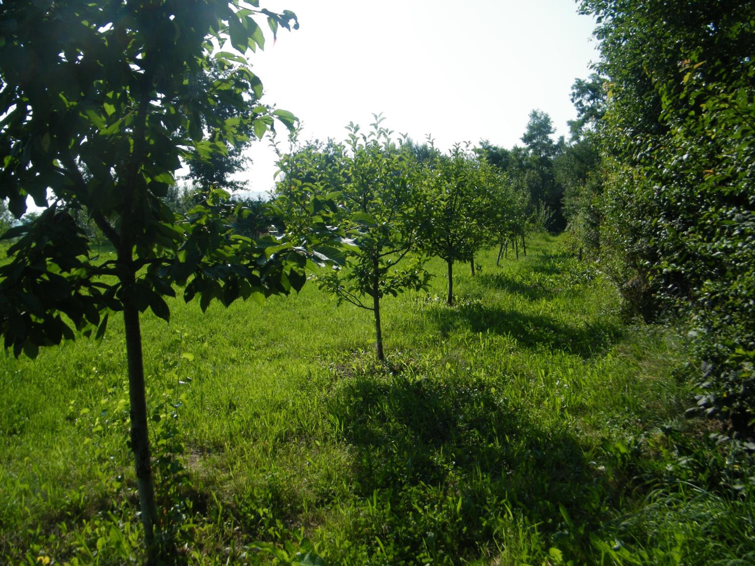 Photo 51
