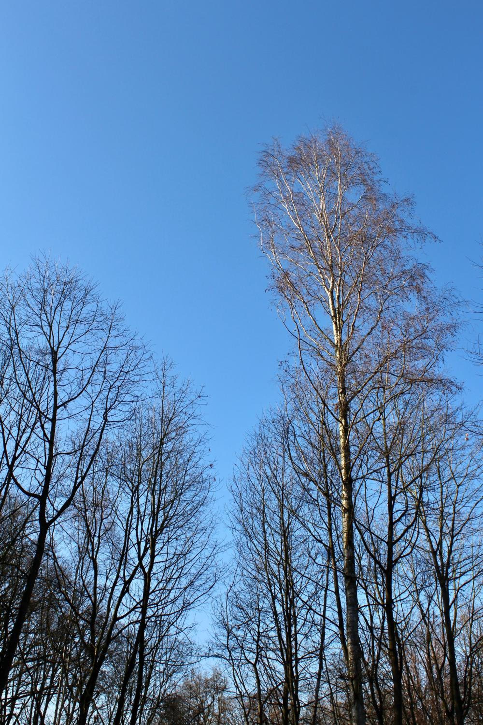 Linden-Jachthoorn, photo 30