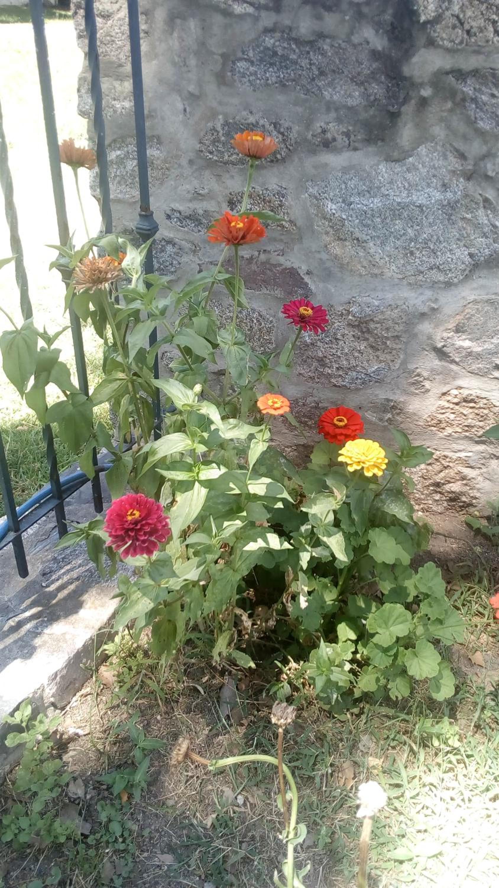 Cabañas los Plátanos