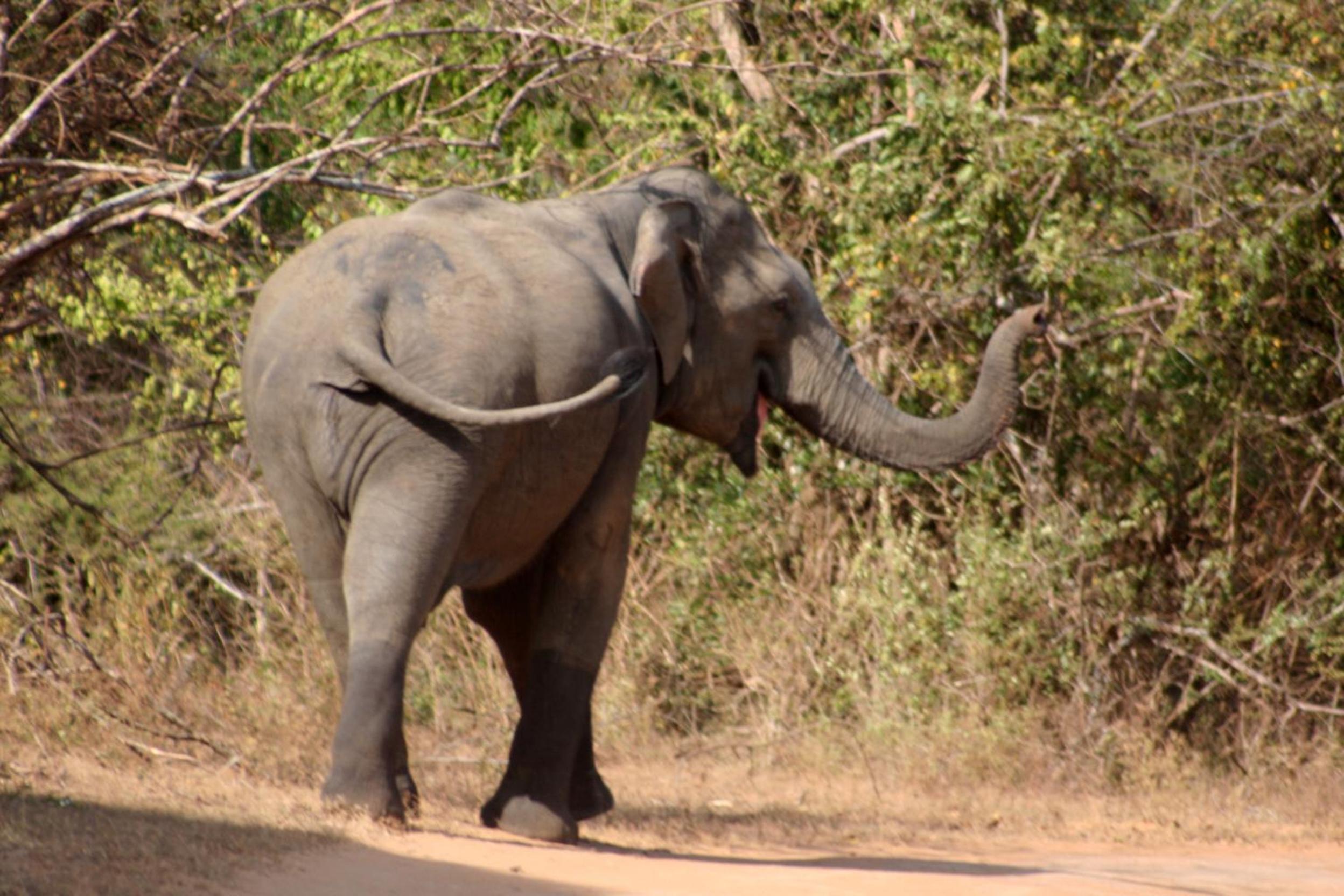 Big Game - Wilpattu by Eco Team