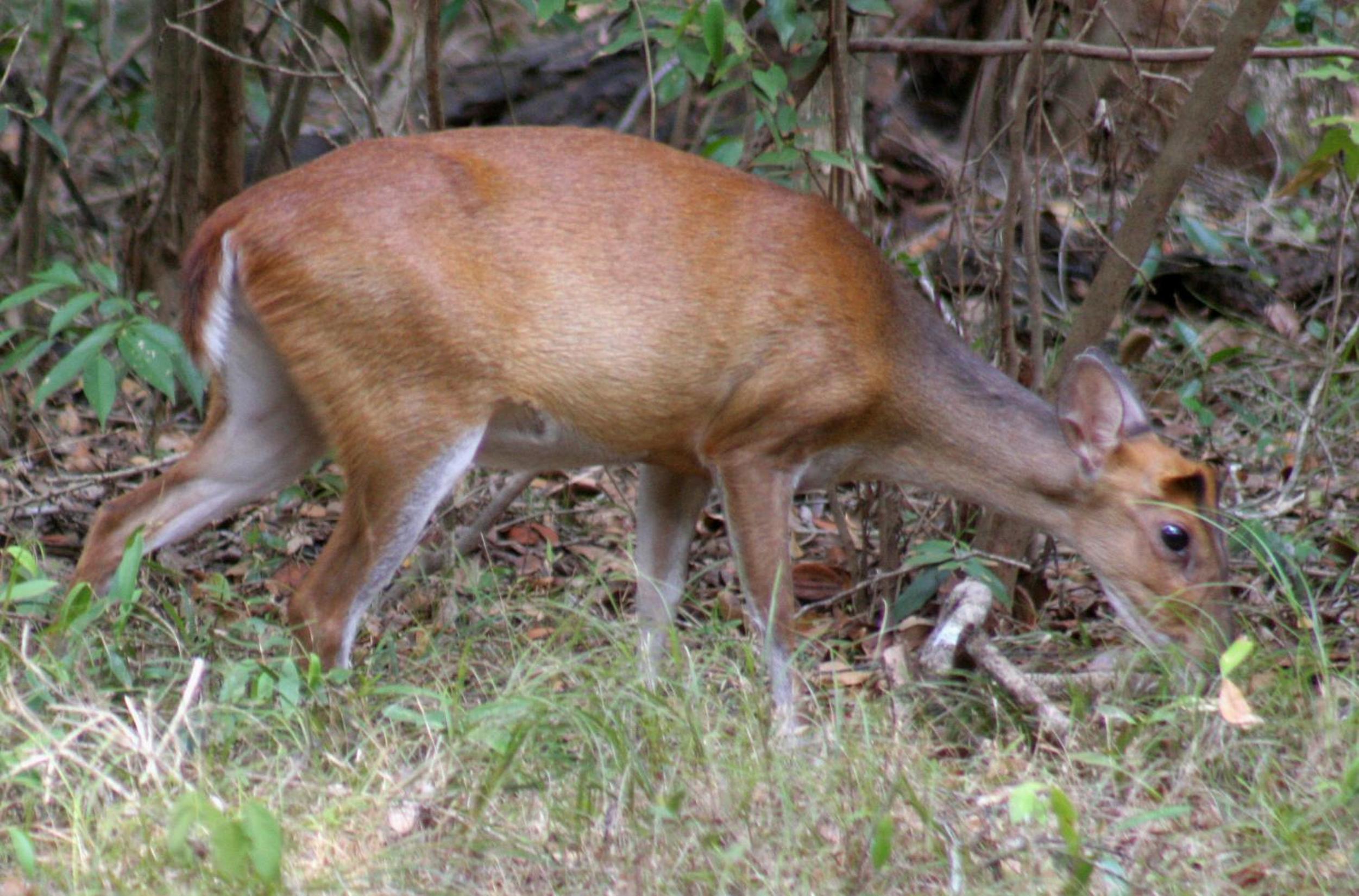 Big Game - Wilpattu by Eco Team
