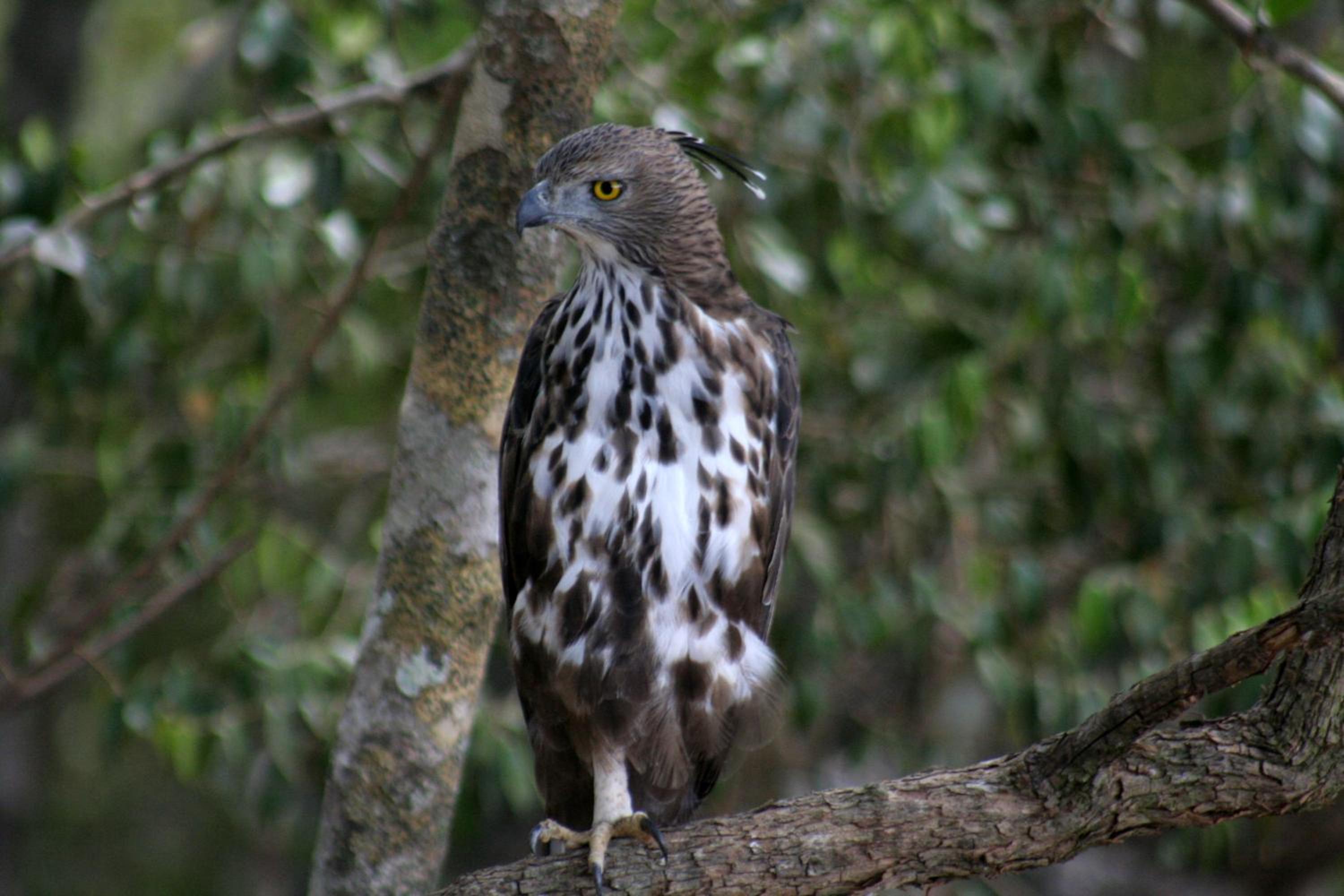 Big Game - Wilpattu by Eco Team