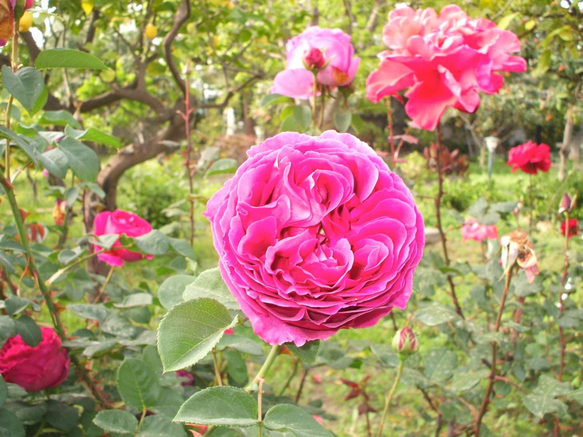 Photo 45