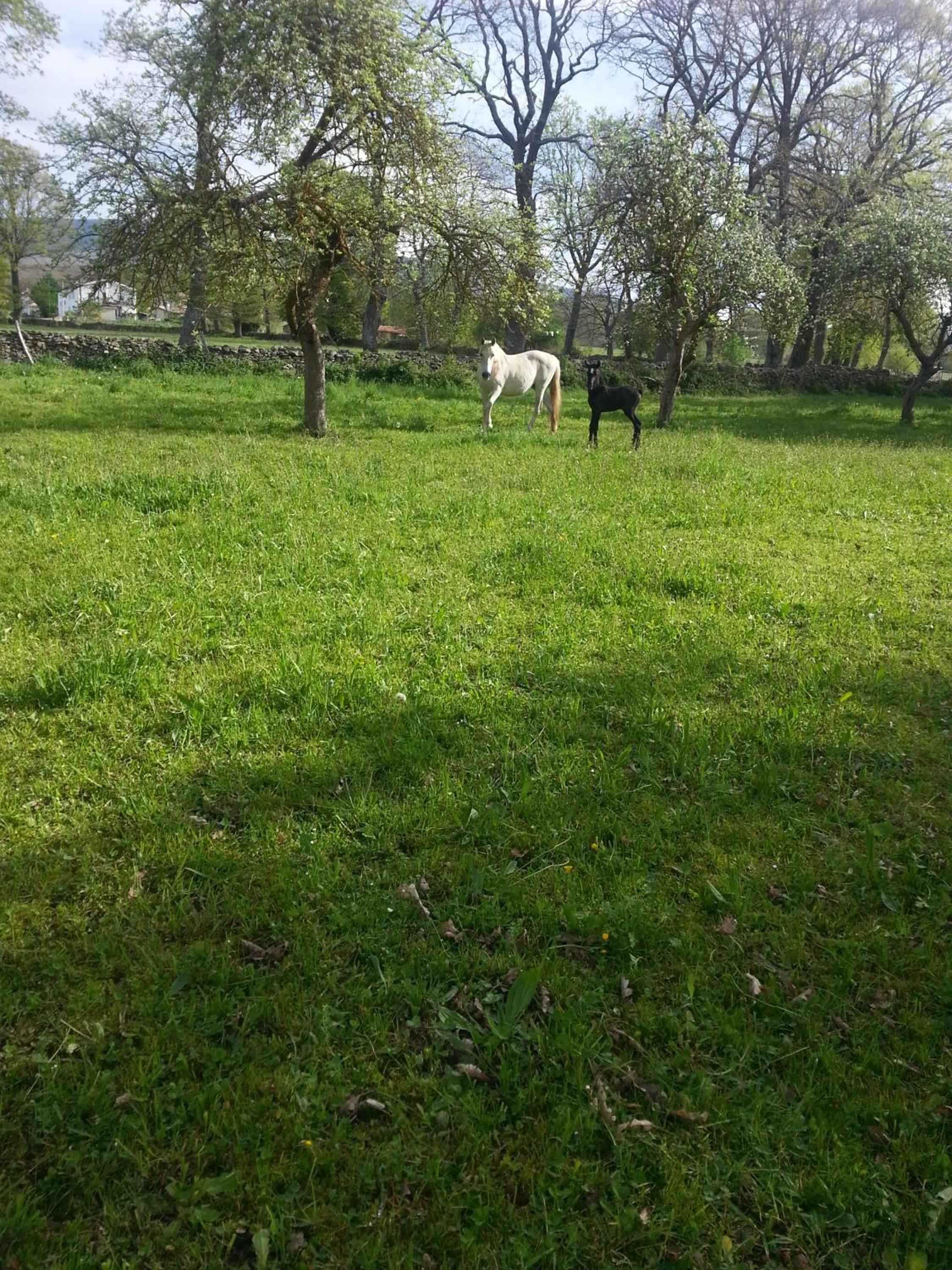 El Cajigal de Quintana