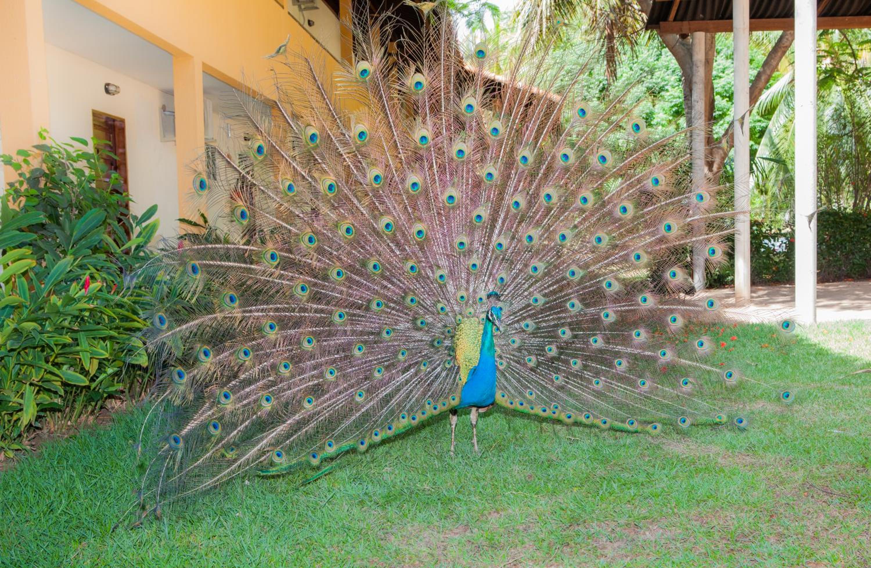 Eco Pousada Paraíso dos Coqueirais