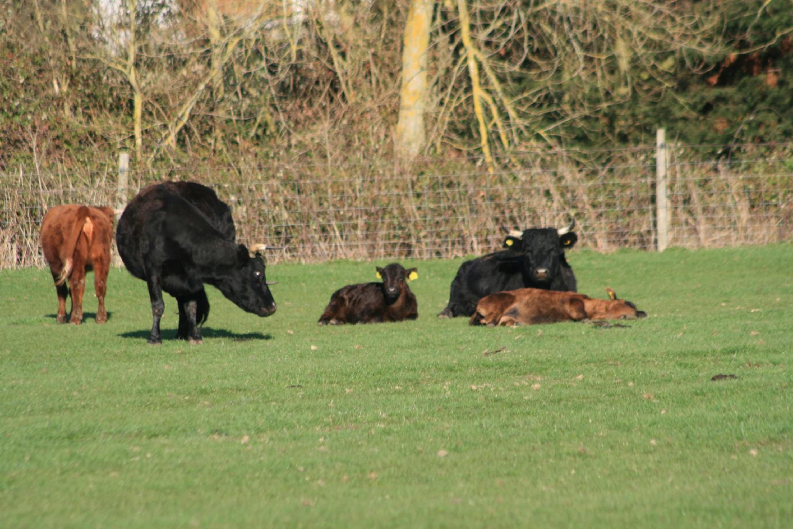 Chadwell Hill Farm