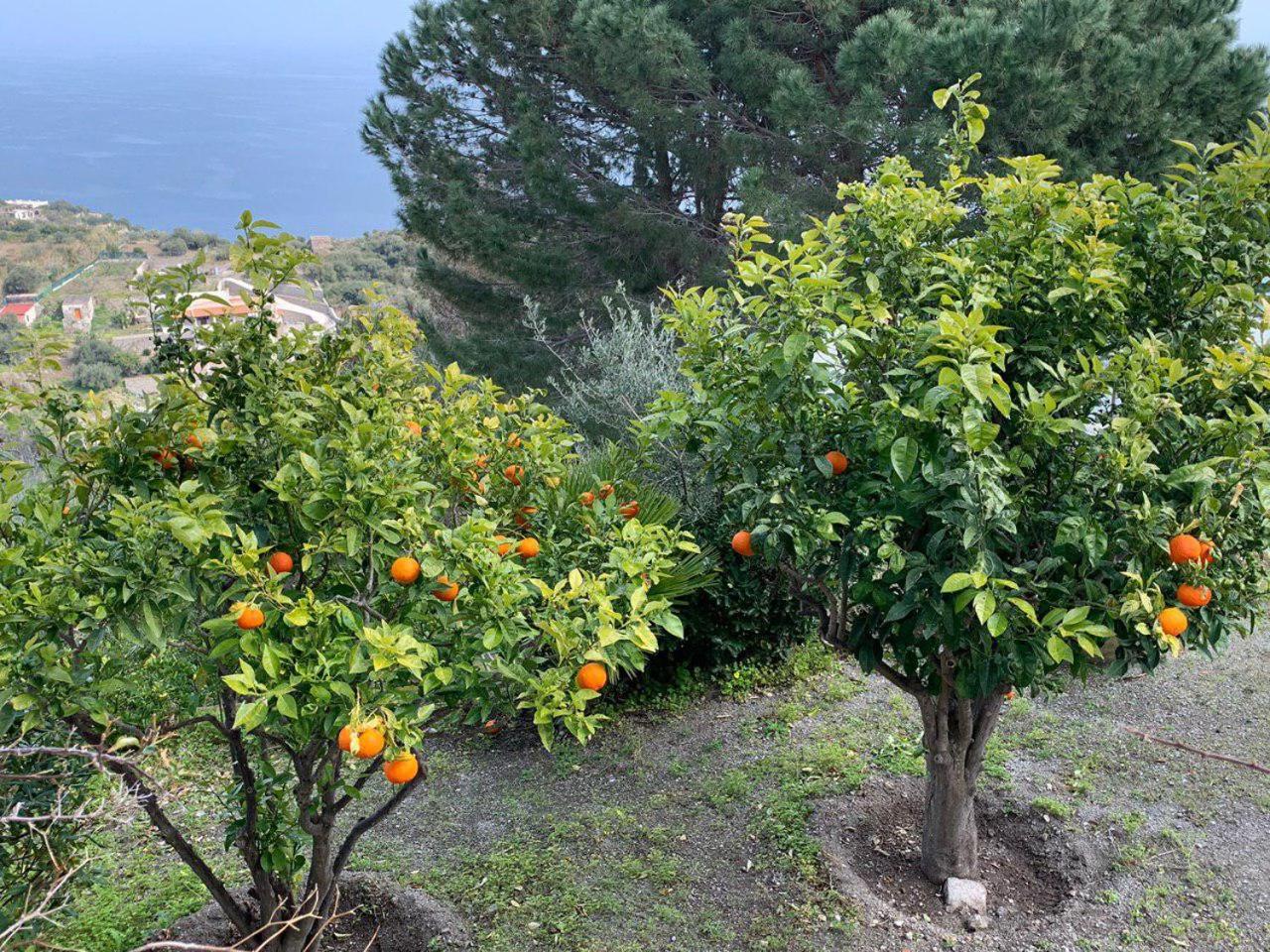 "Villa Le Cicale" Lipari photo 3