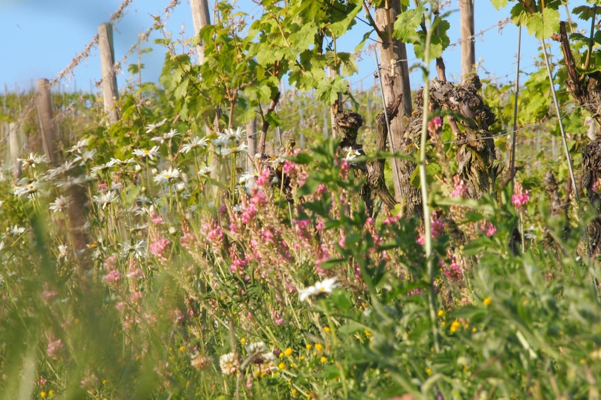 Pension Weingut Schwab - Property Image 3
