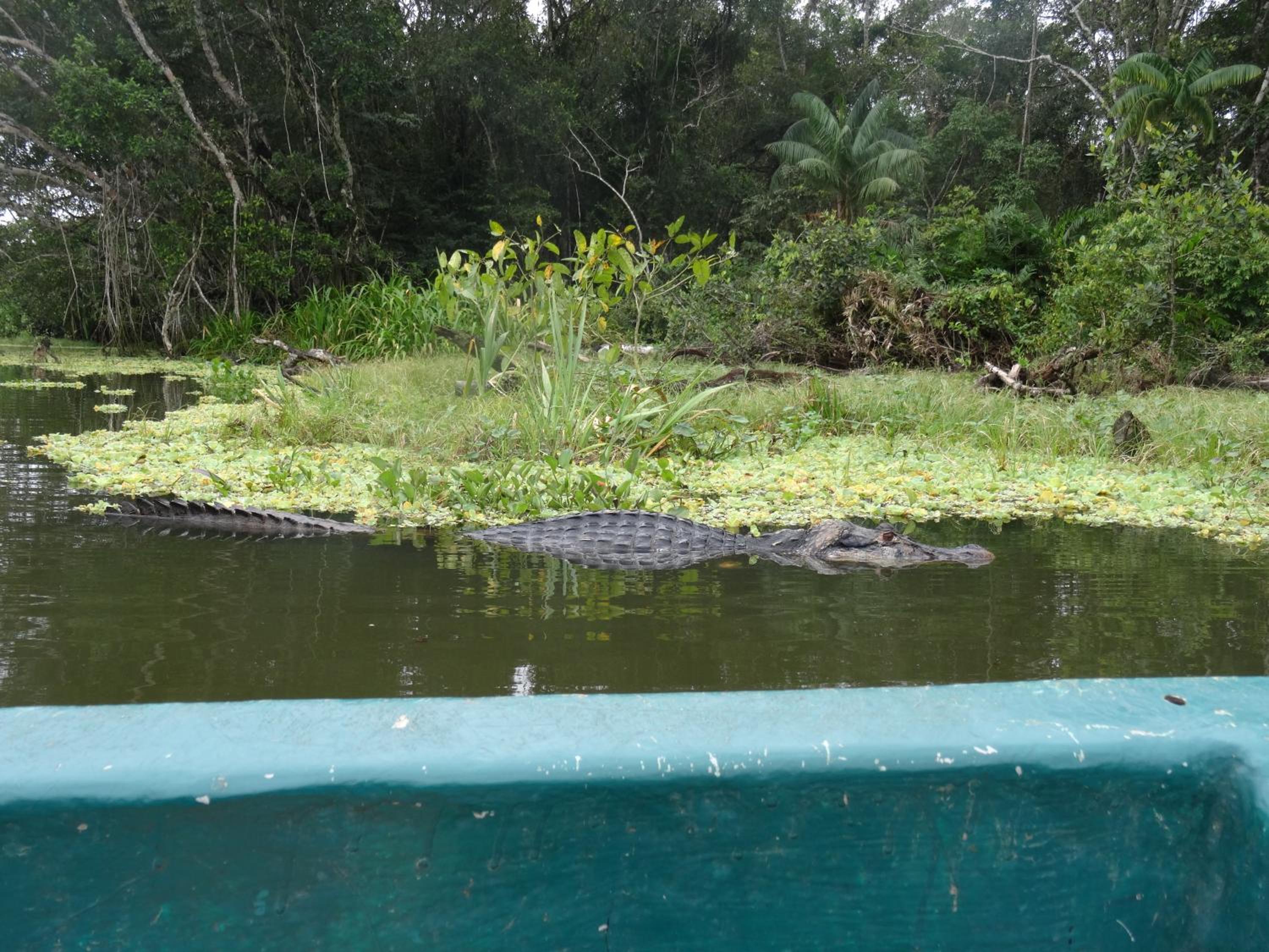 Photo 45